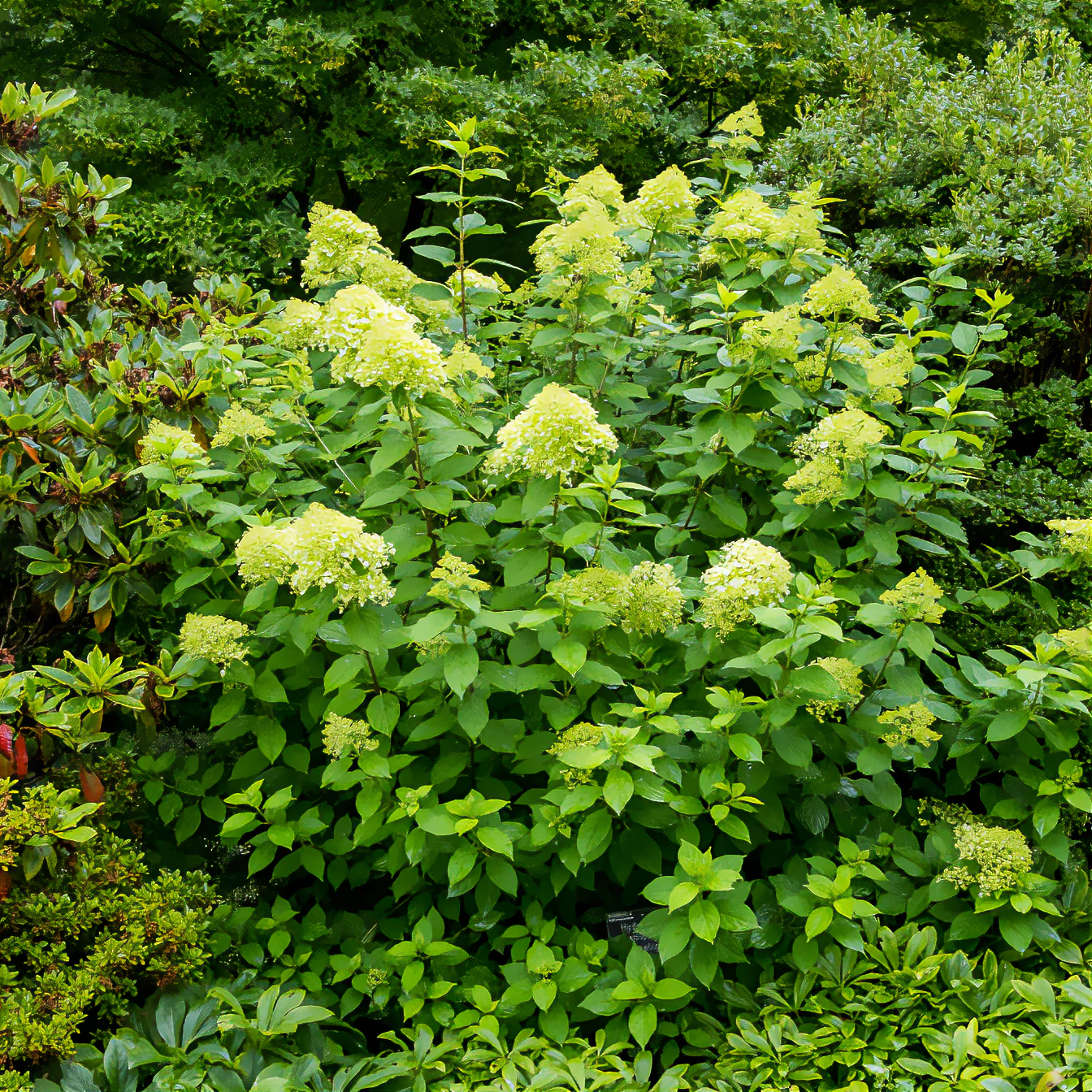 Hortensia paniculé Limelight® - Image 3