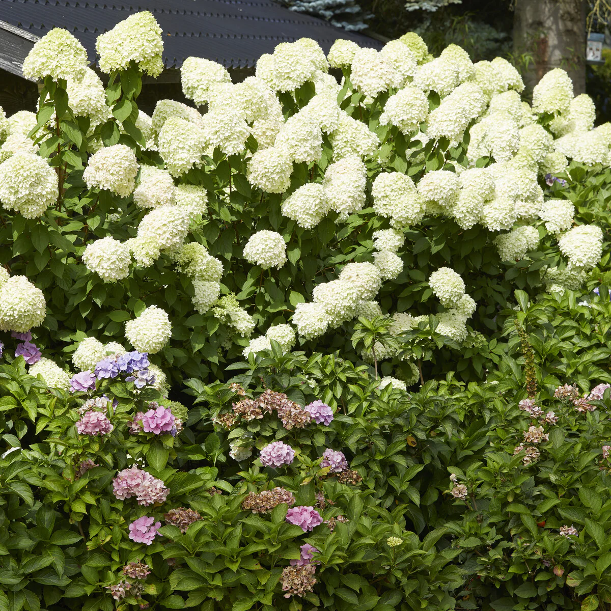 Hortensia paniculé Limelight® - Image 4
