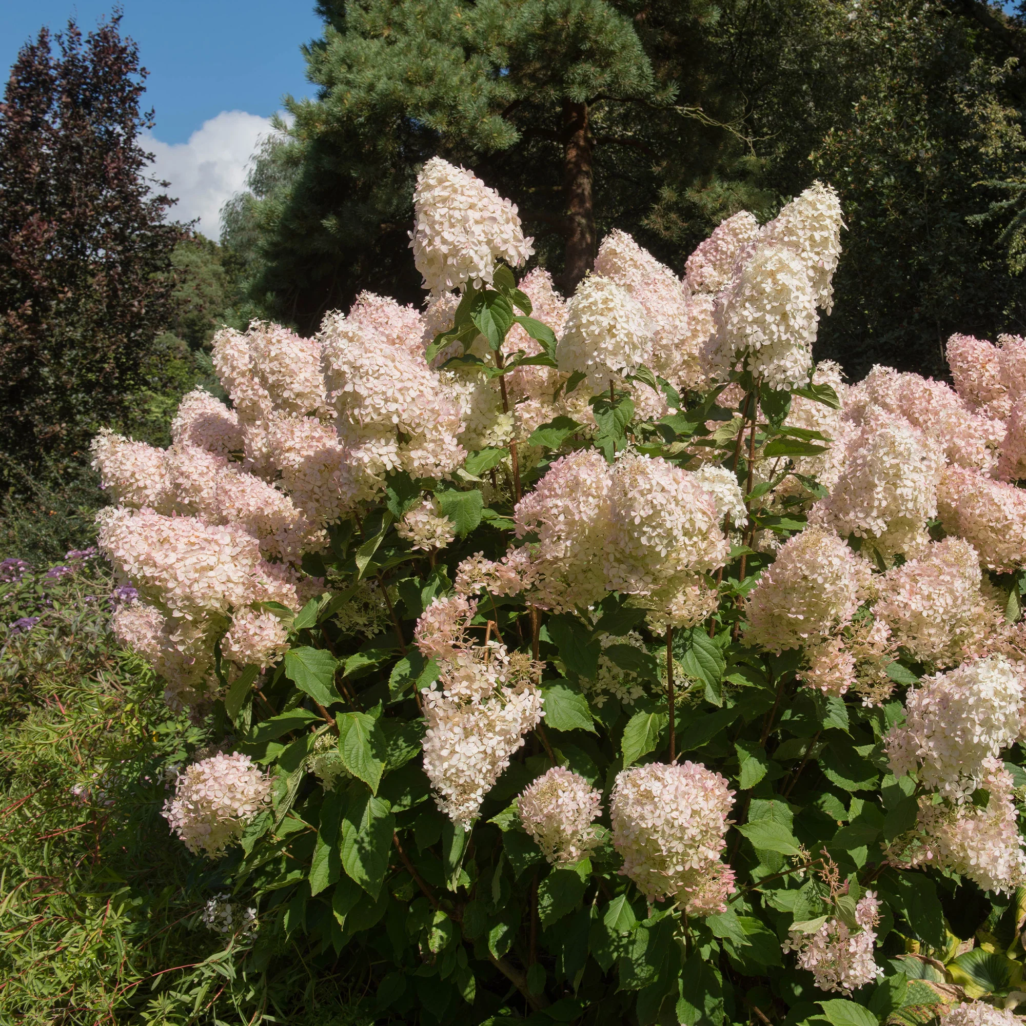 Hortensia paniculé Phantom - Image 2