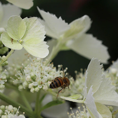Hortensia paniculé Pink Lady