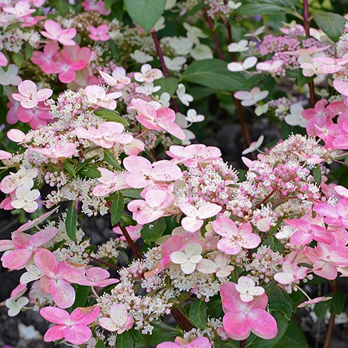 Hortensia paniculé Prim'Red® Couhaprim - Image 2