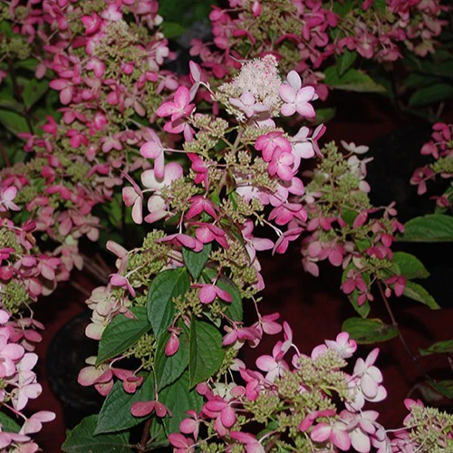 Hortensia paniculé Ruby Angels Blush