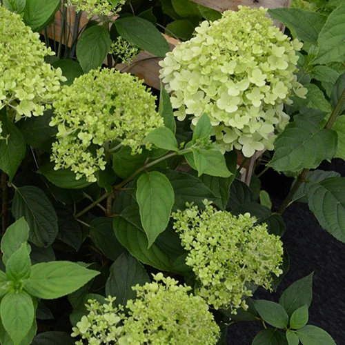 Hortensia paniculé Ruby Angels Blush - Image 2