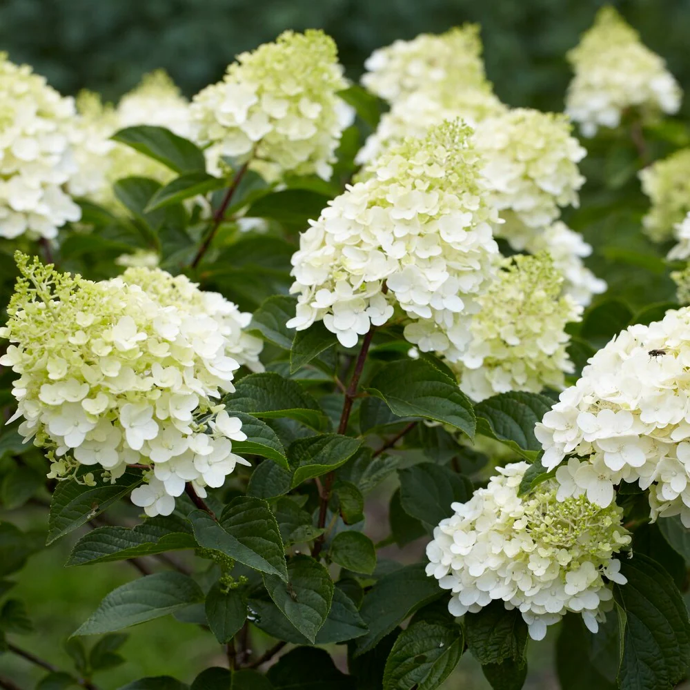 Hortensia paniculé 'Silver Dollar'