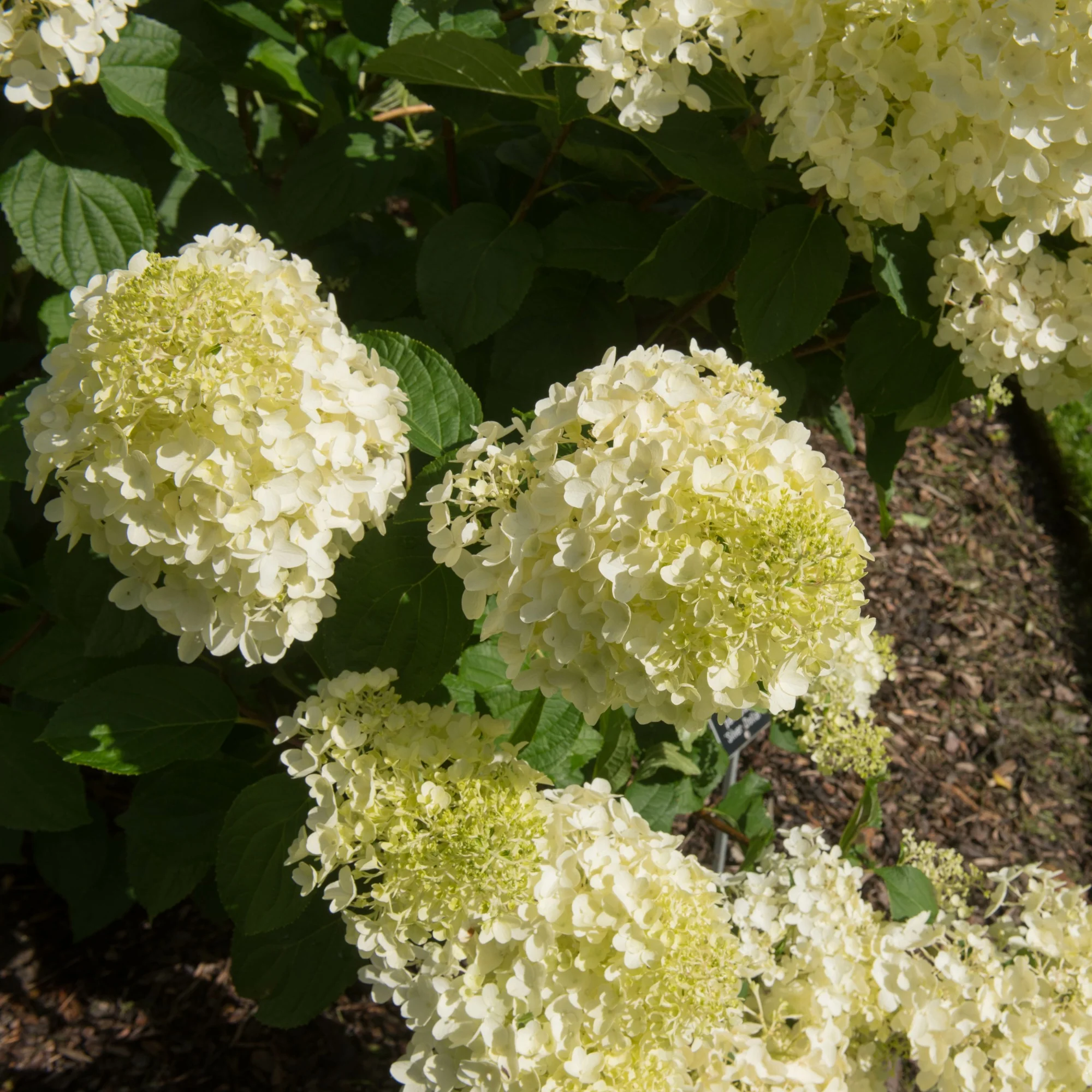 Hortensia paniculé 'Silver Dollar' - Image 5