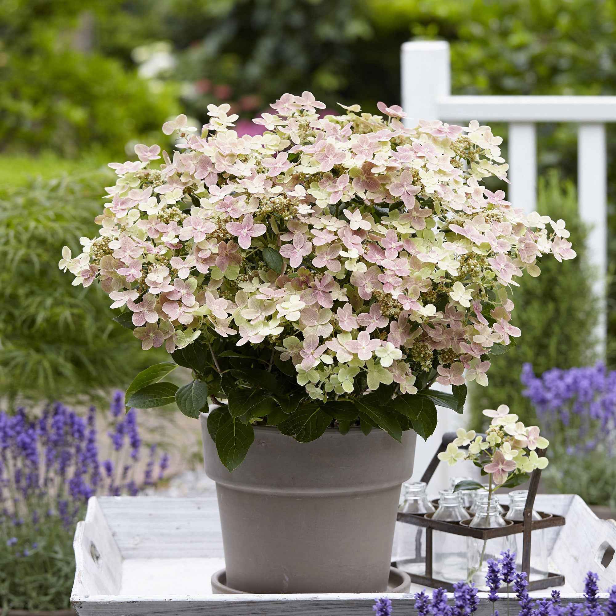 Hortensia paniculé 'Switch Ophelia'®