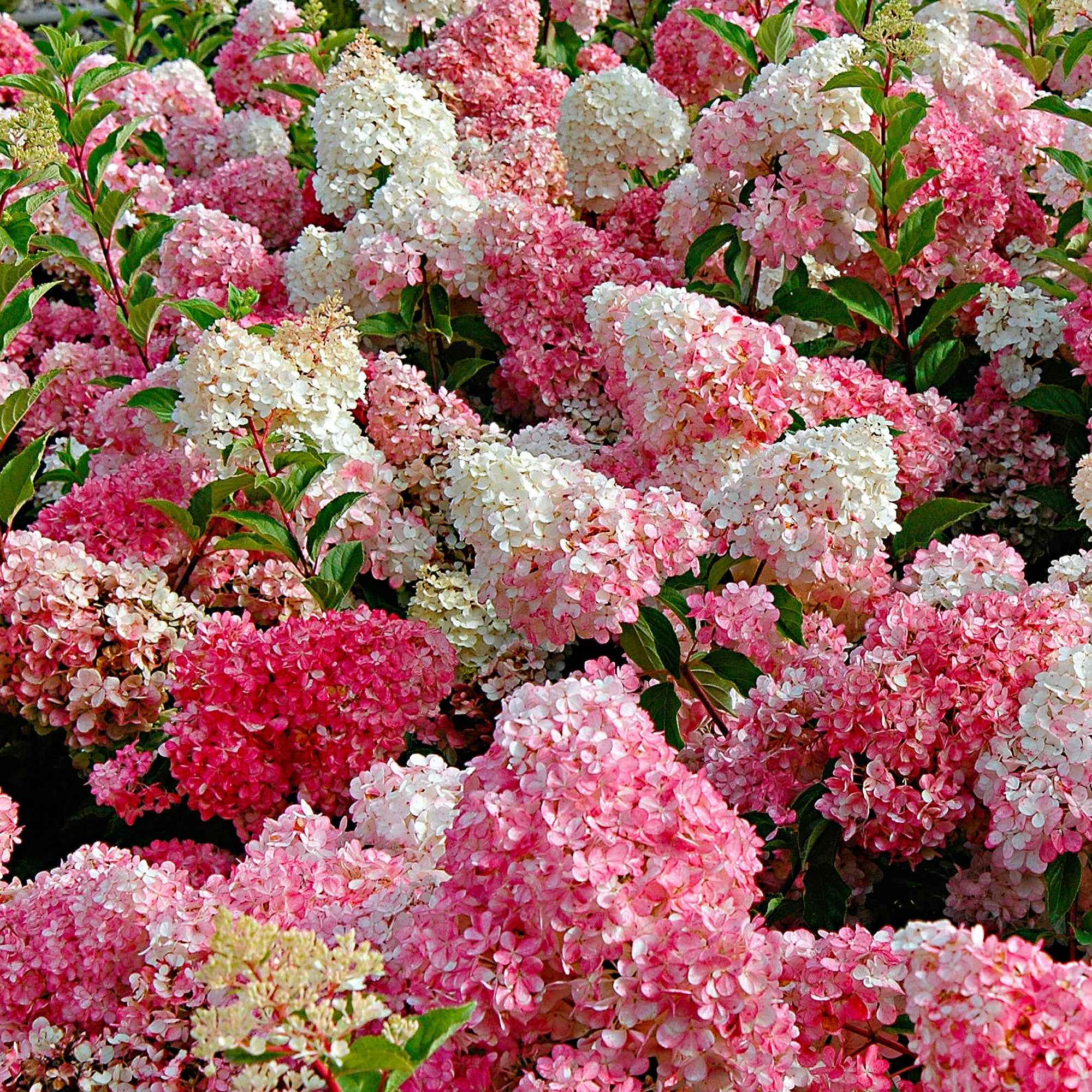 Hortensia paniculé 'Vanille Fraise' - Image 2