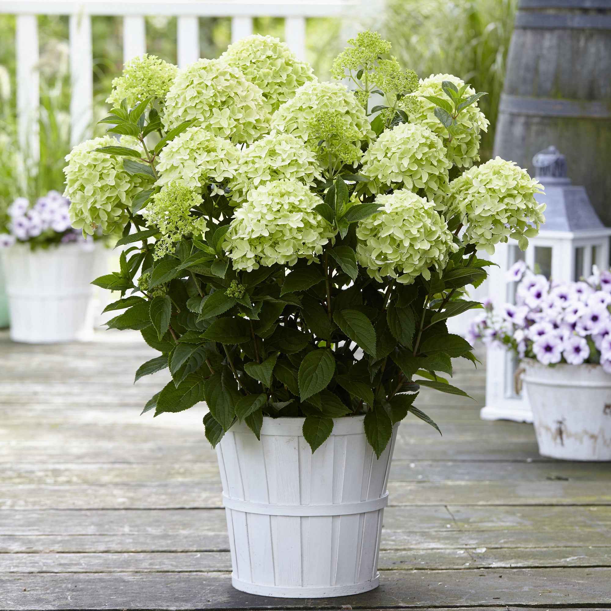 Hortensia paniculé 'Whitelight' - Image 3