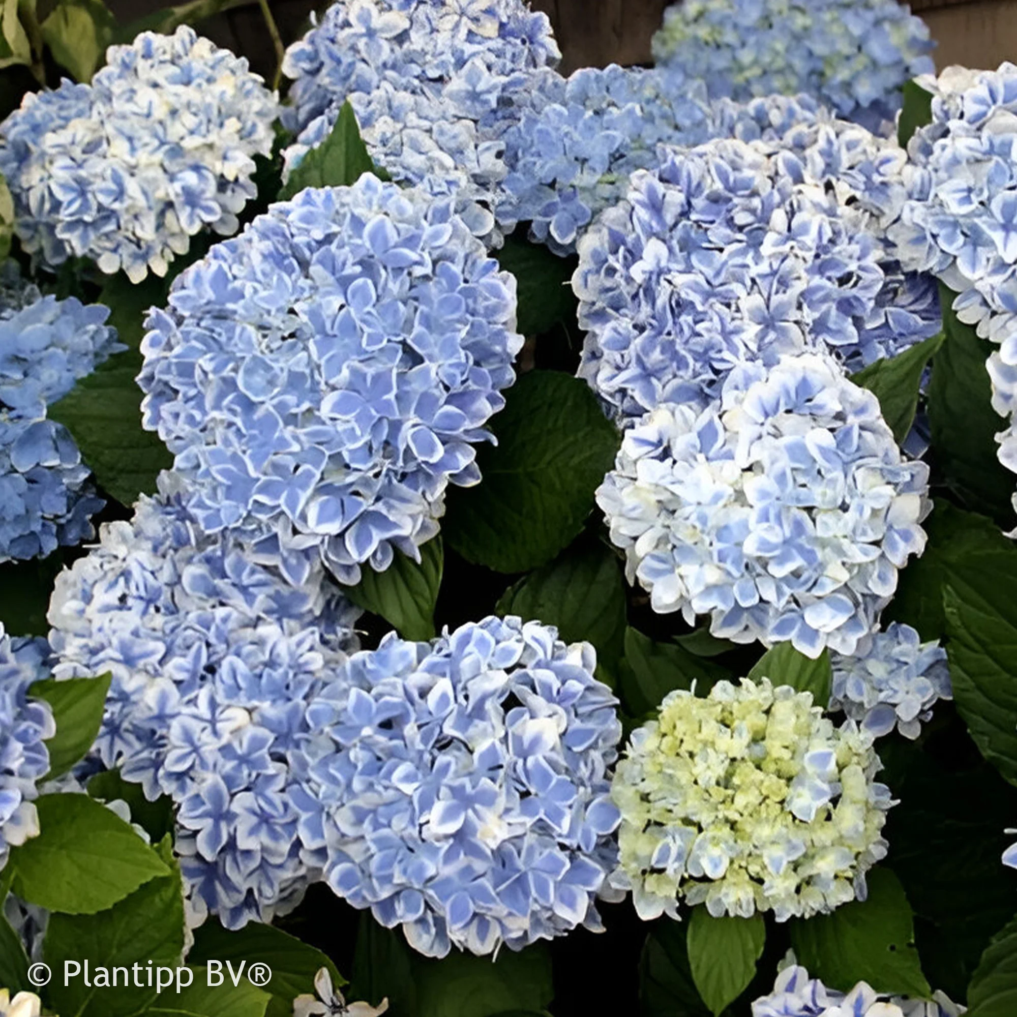Hortensia Peppermint