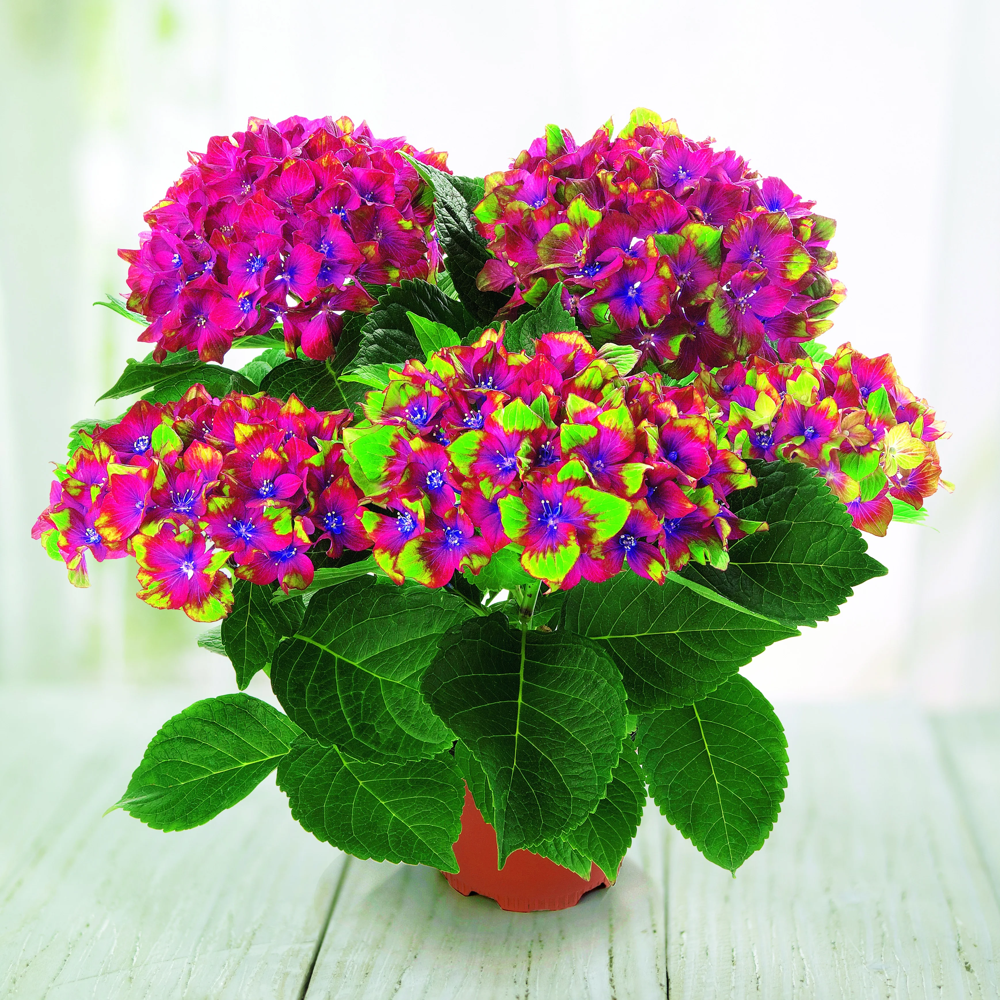 Hortensia Saxon ® - Image 2