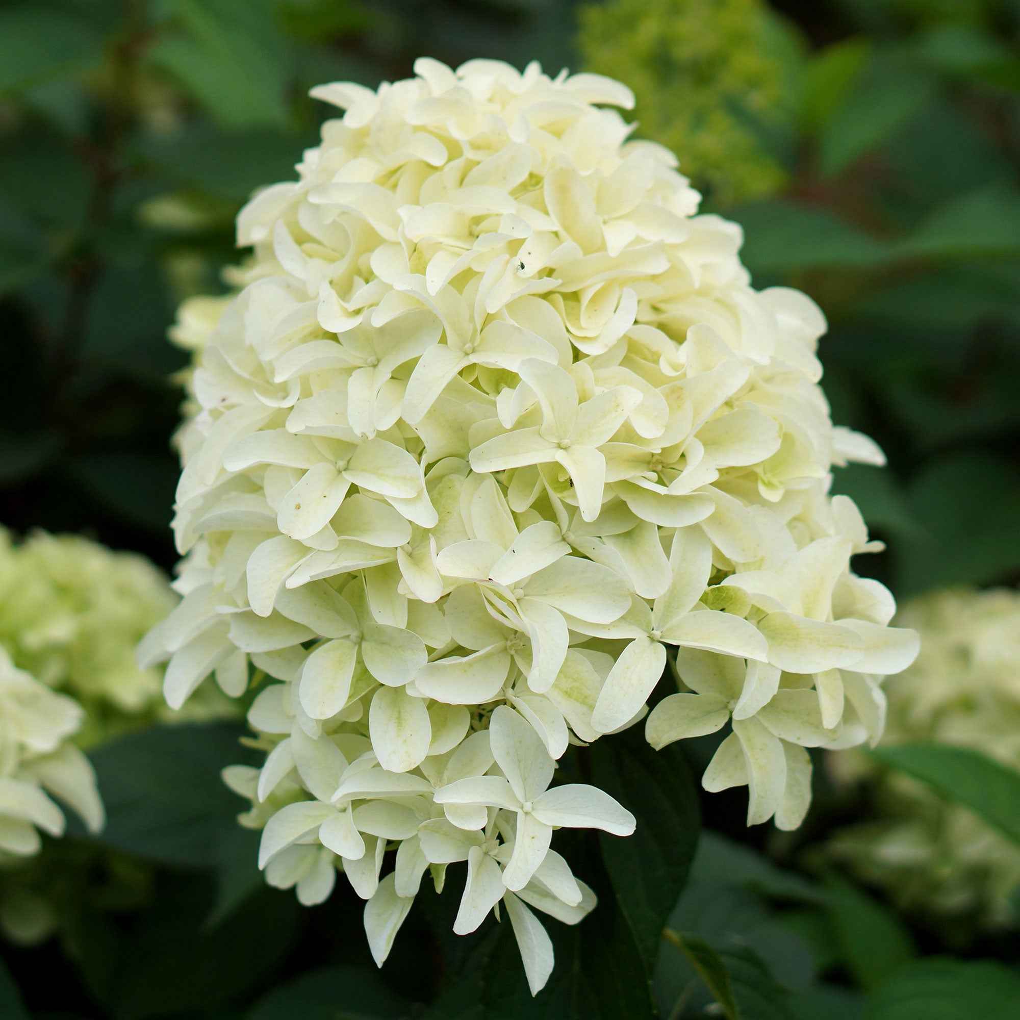 Hortensia 'Skyfall' - Image 2