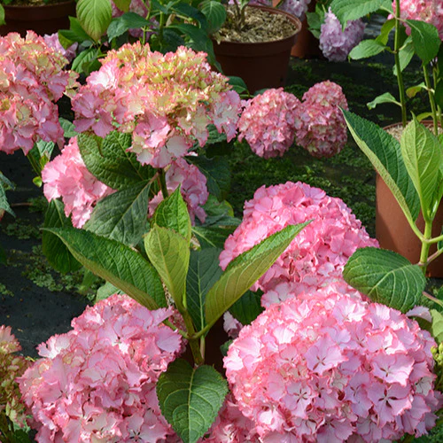 Hortensia So Long® Sunny - Image 2