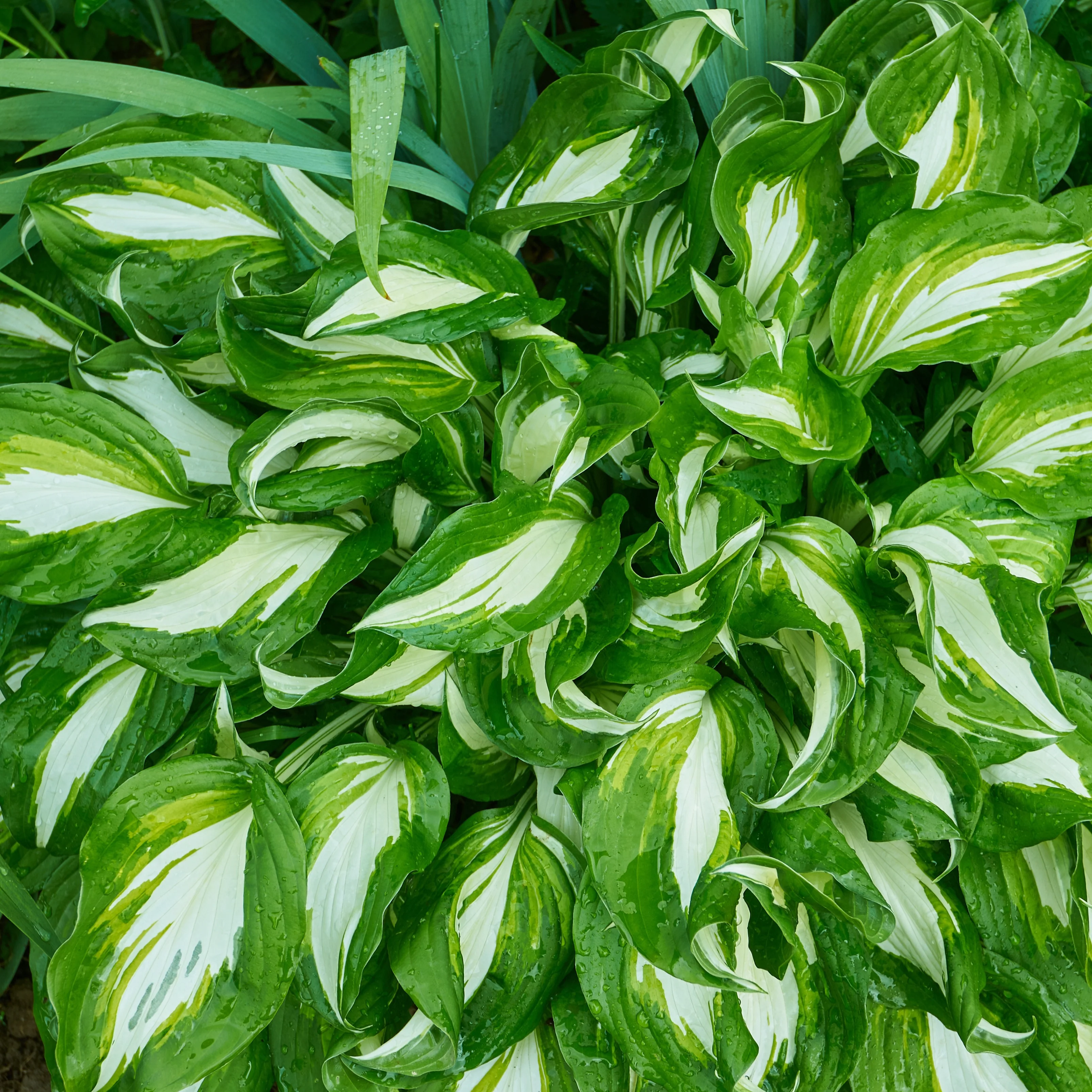 Hosta à feuilles ondulées Mediovariegata - Image 2
