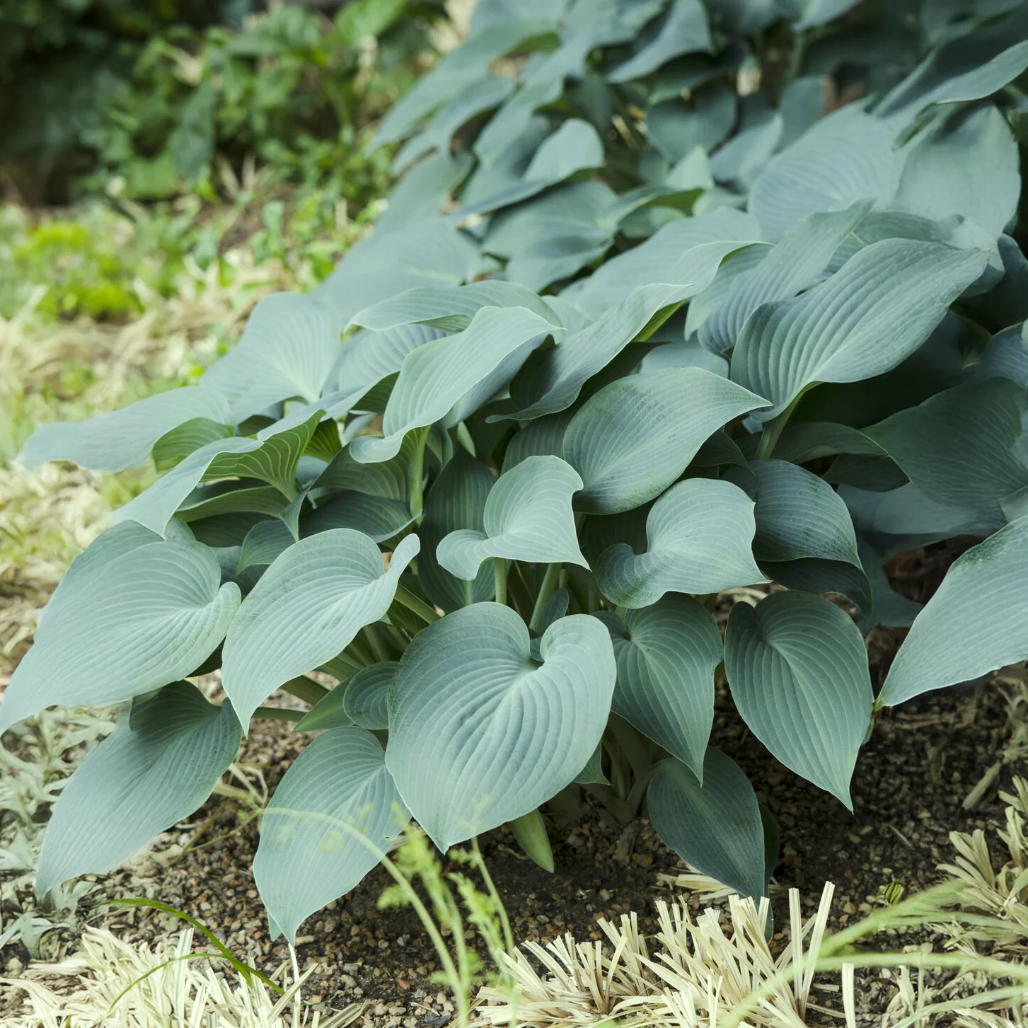 Hosta Blue Cadet