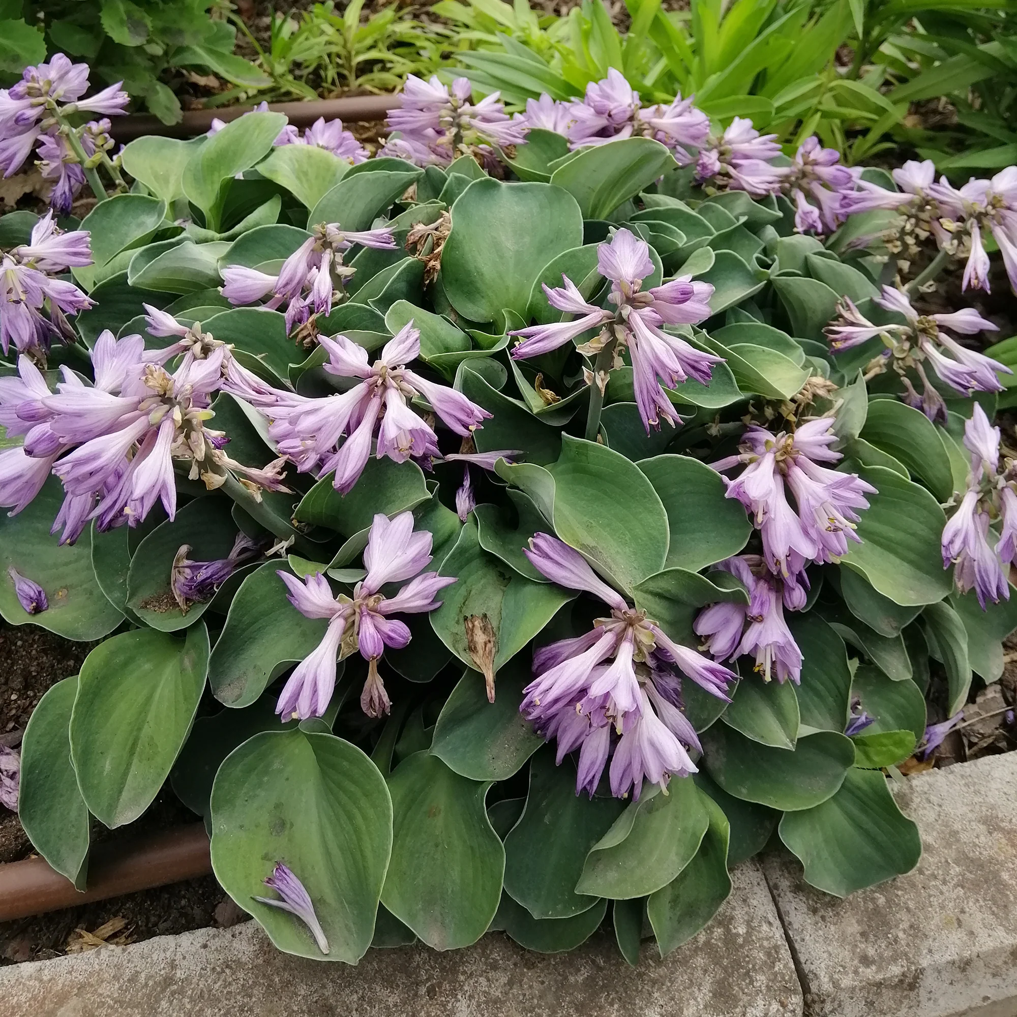 Hosta 'Blue Mouse Ears'