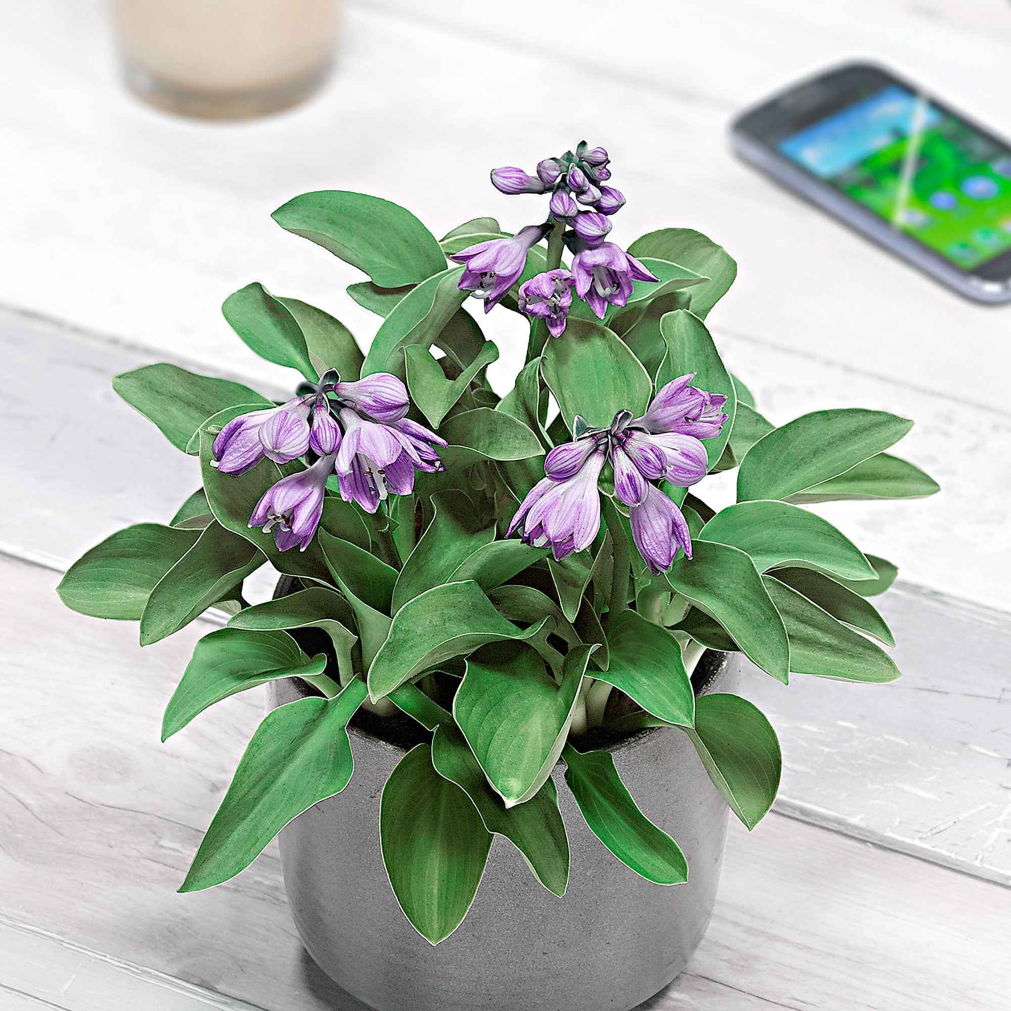 Hosta 'Blue Mouse Ears' - Image 2