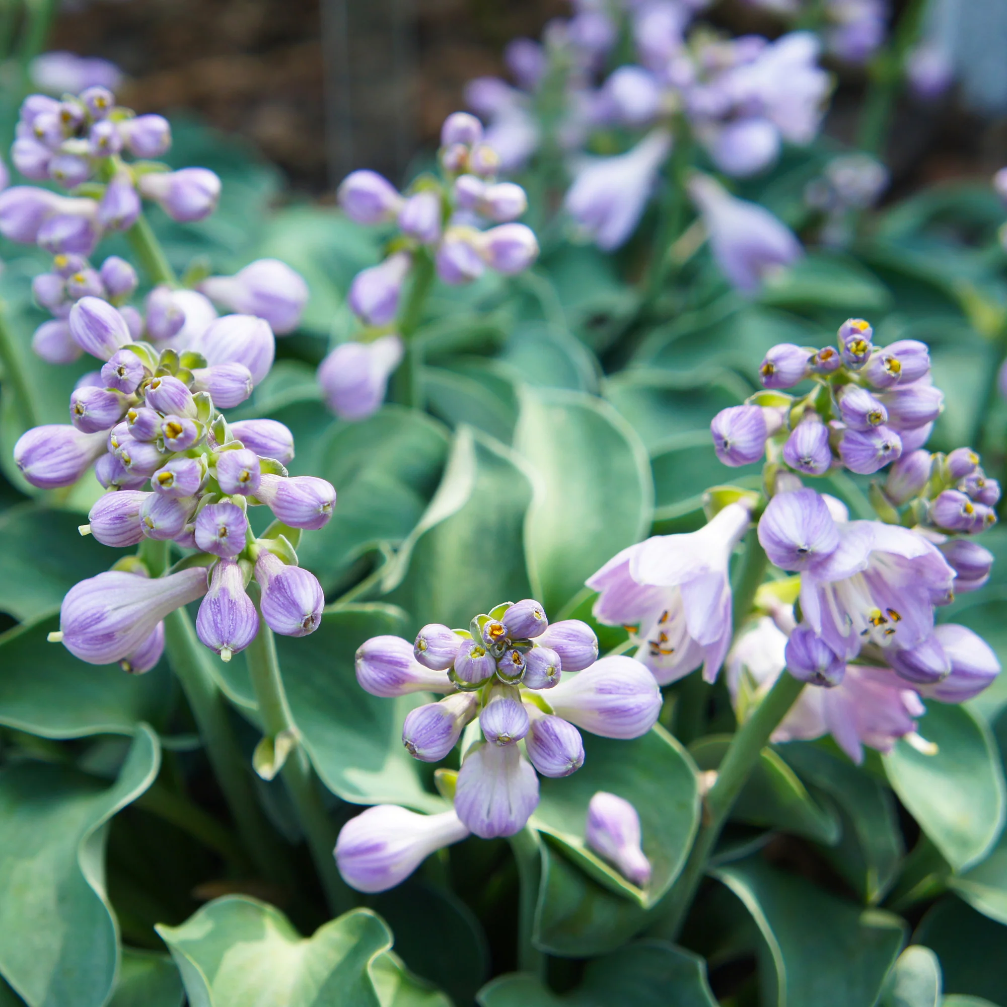 Hosta 'Blue Mouse Ears' - Image 3