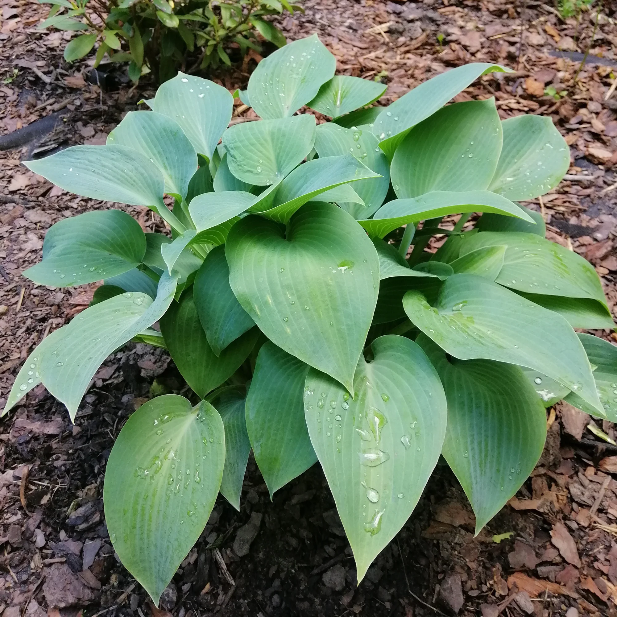 Hosta Canadian Blue Funkia