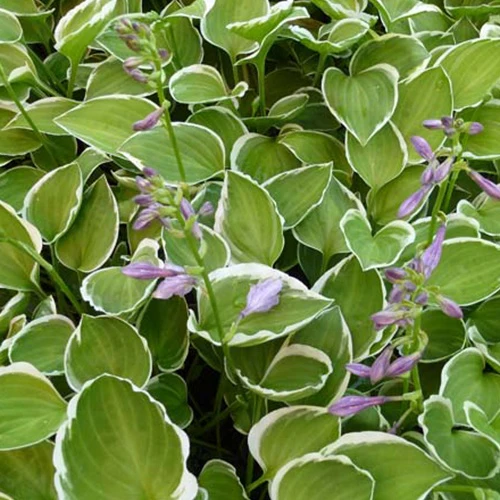 Hosta Diamon Tiara
