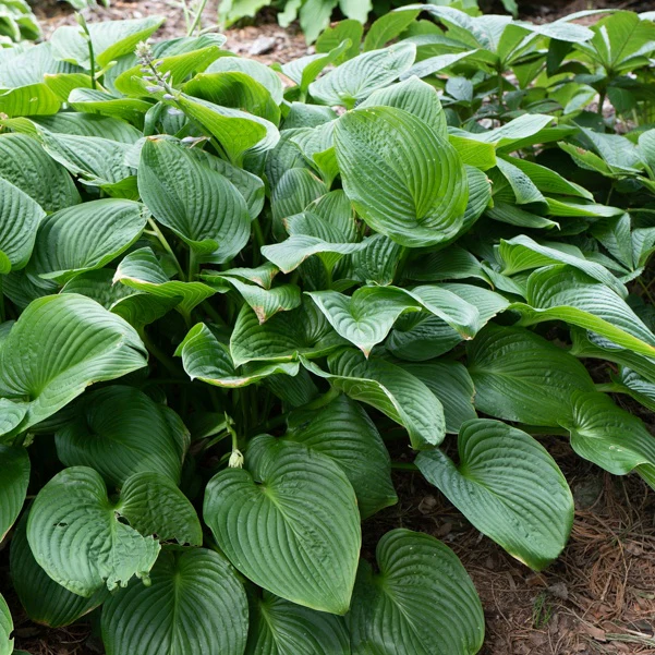 Hosta elata - Image 2