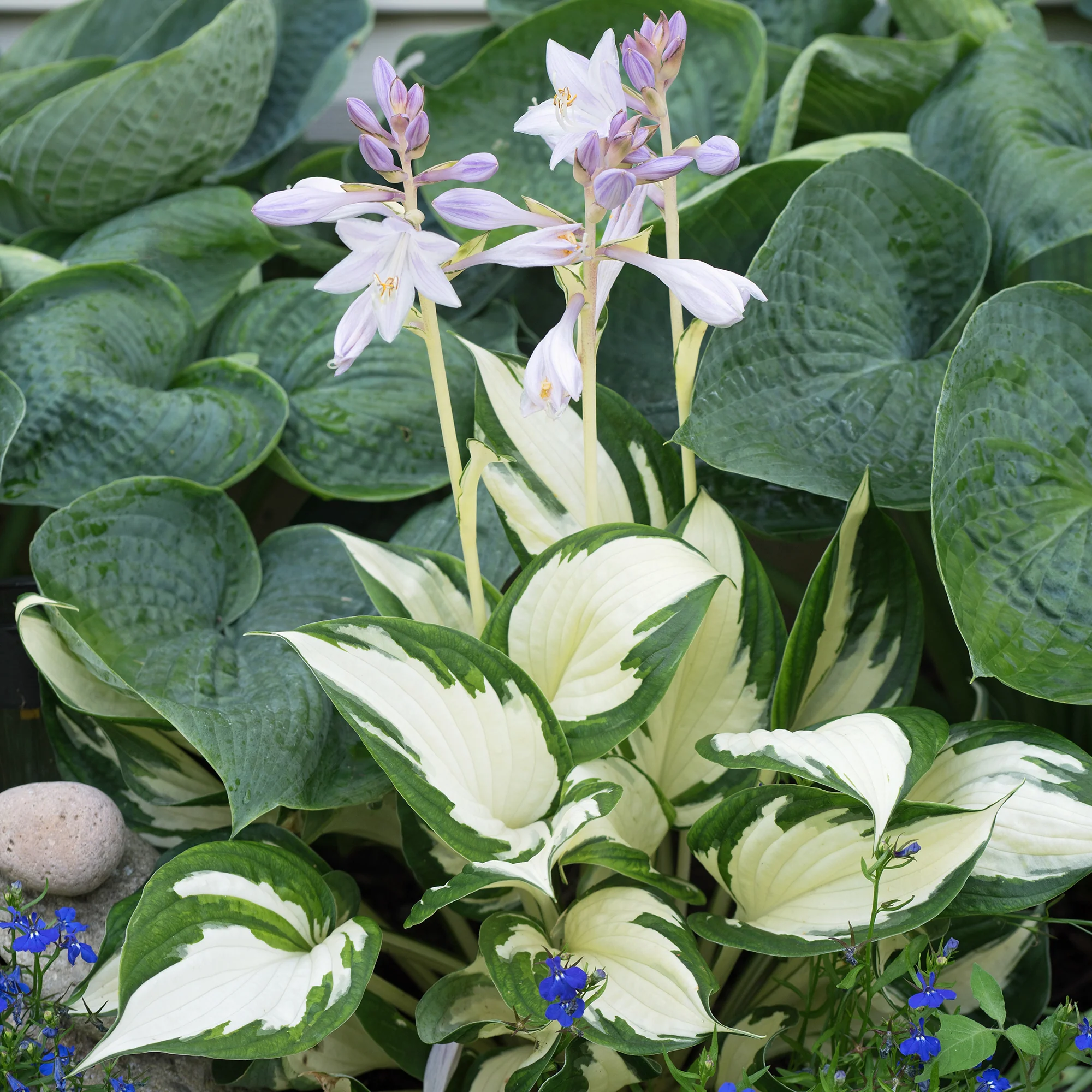 Hosta Feu et glace - Image 2