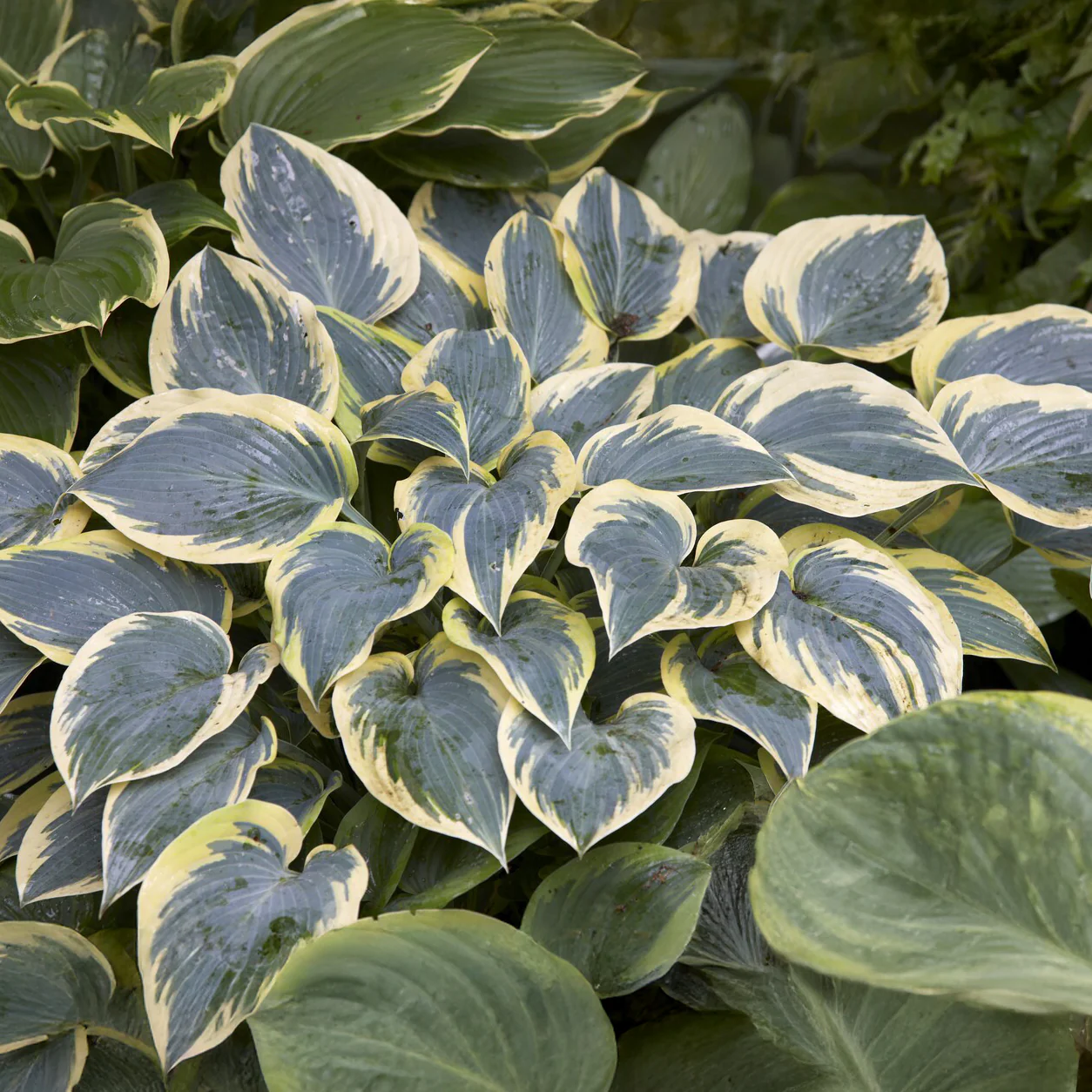 Hosta First Frost - Image 2