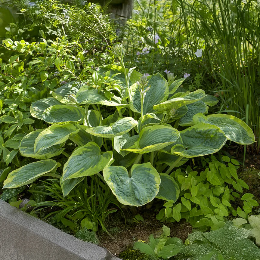 Hosta Frances Williams à marge jaune