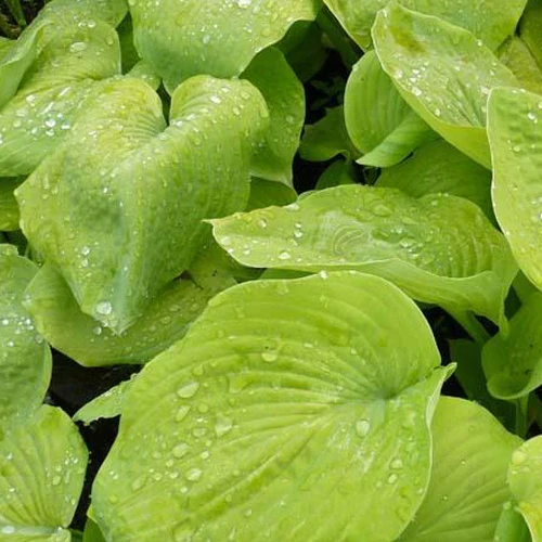 Hosta Golden Sunburst Funkia