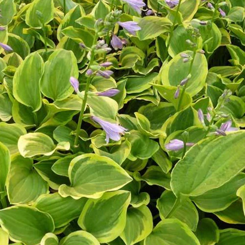 Hosta Golden Tiara