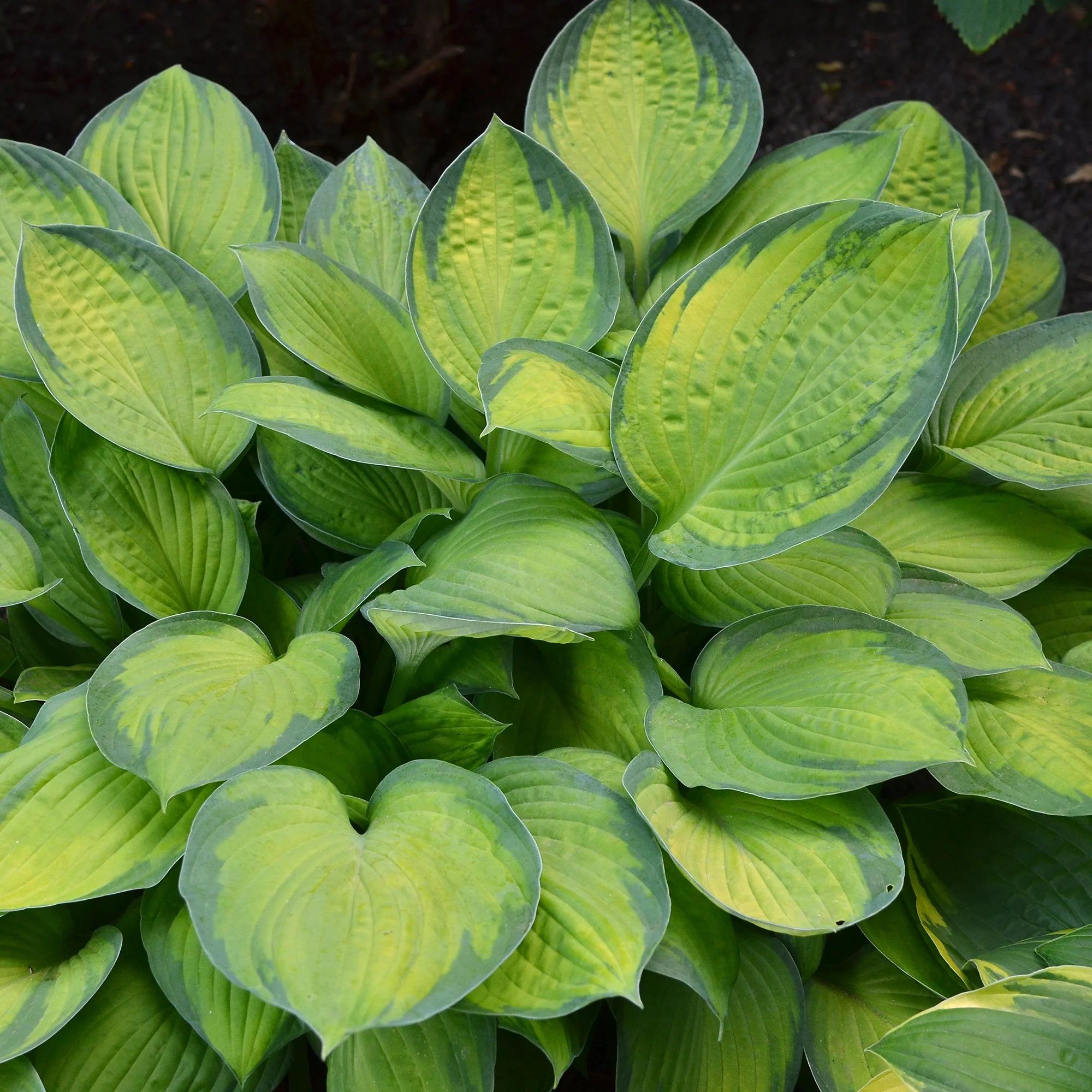Hosta Guacamole