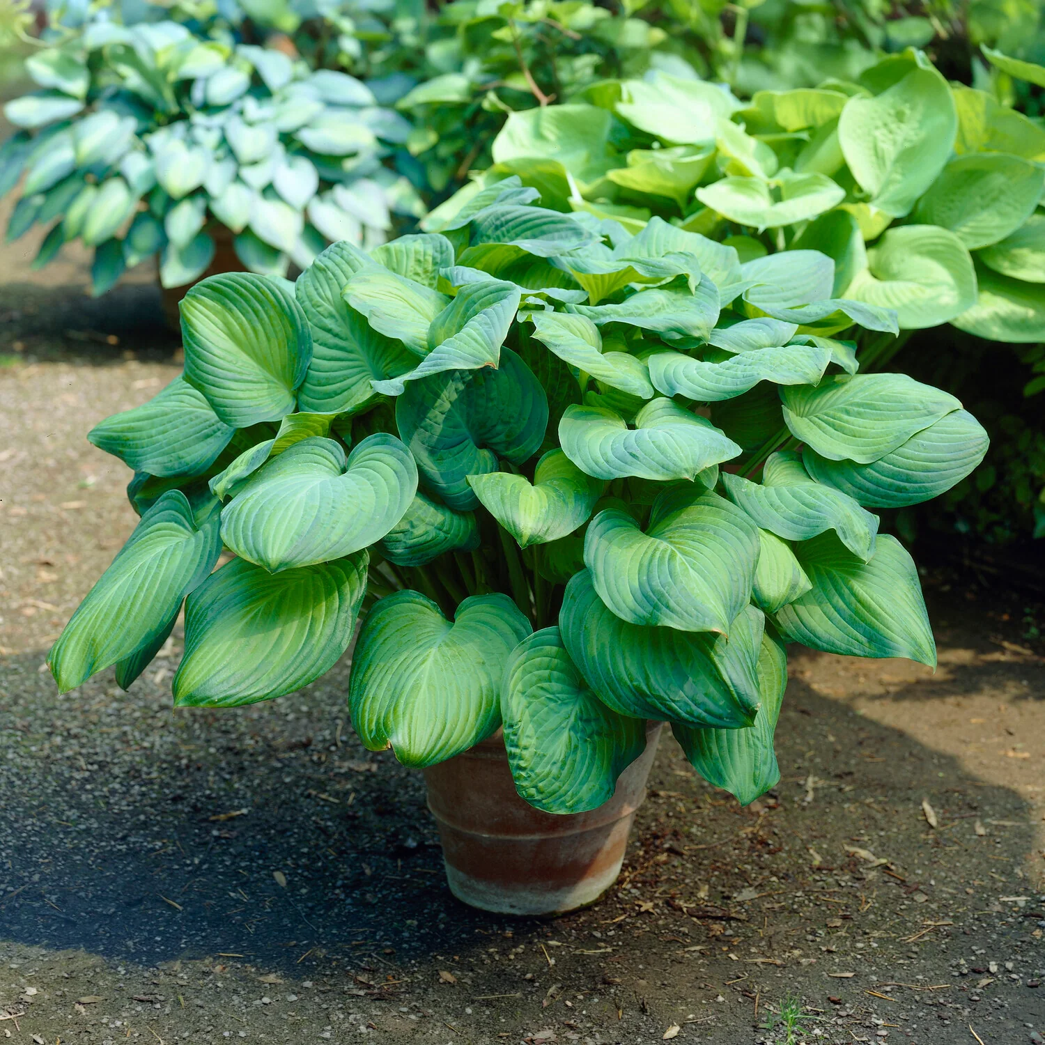 Hosta Guacamole - Image 2