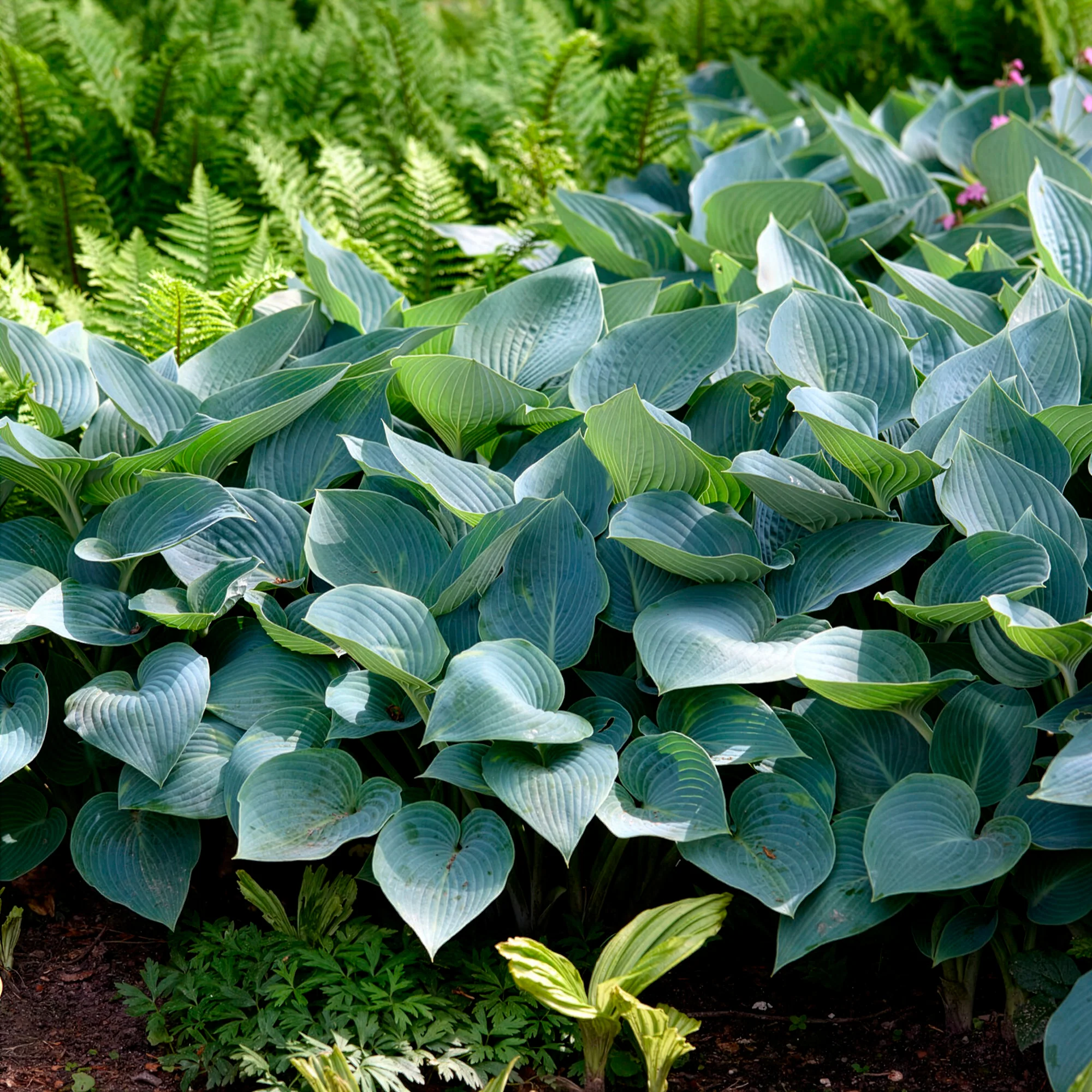 Hosta Halcyon - Image 3