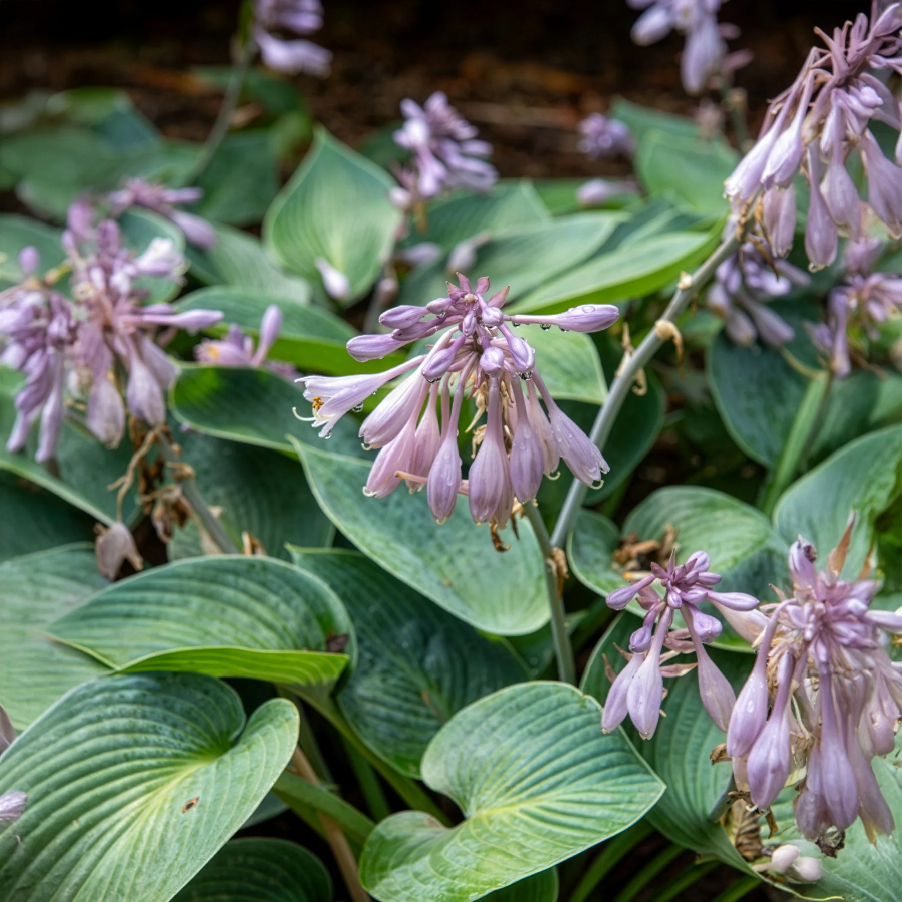 Hosta Halcyon - Image 4