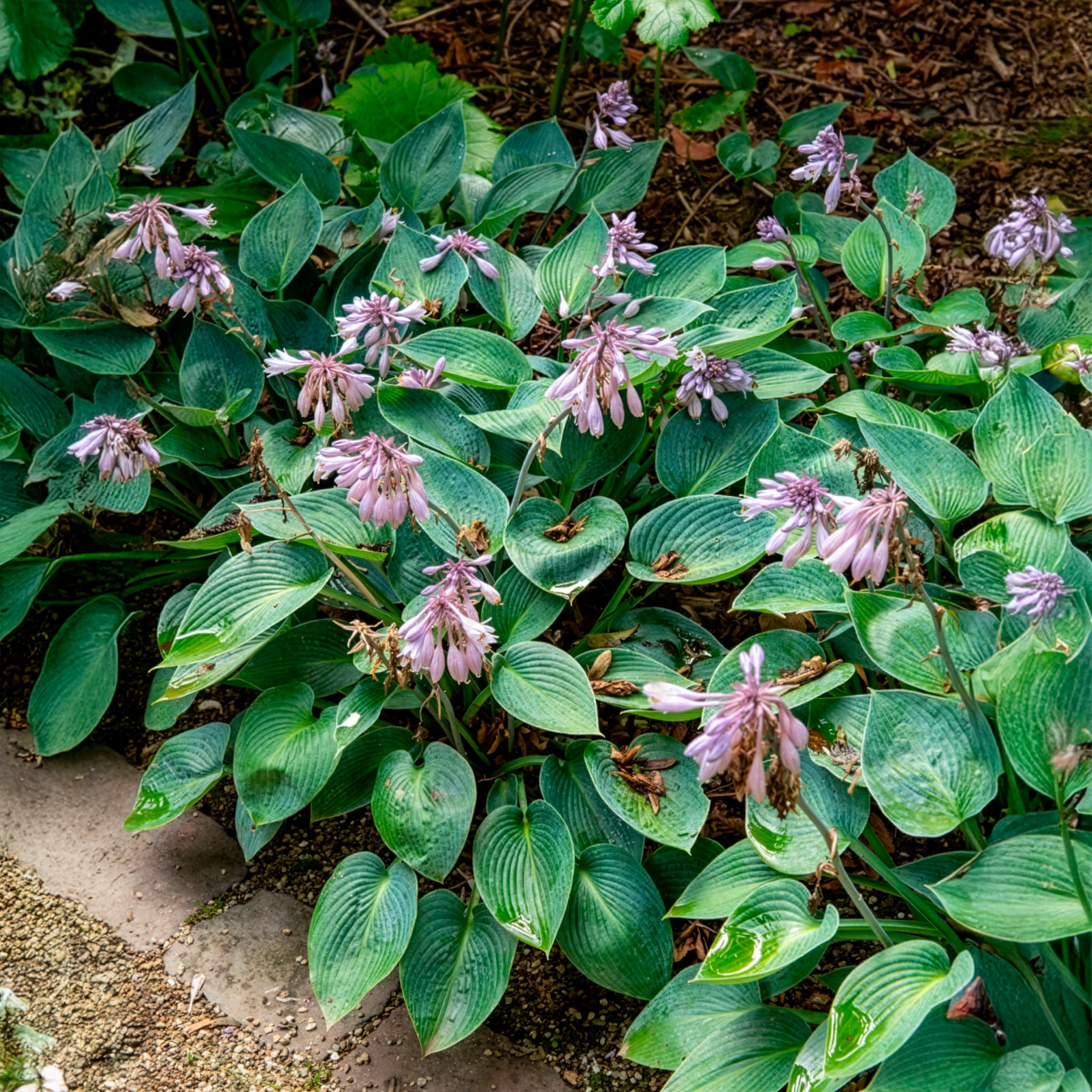 Hosta Halcyon - Image 5
