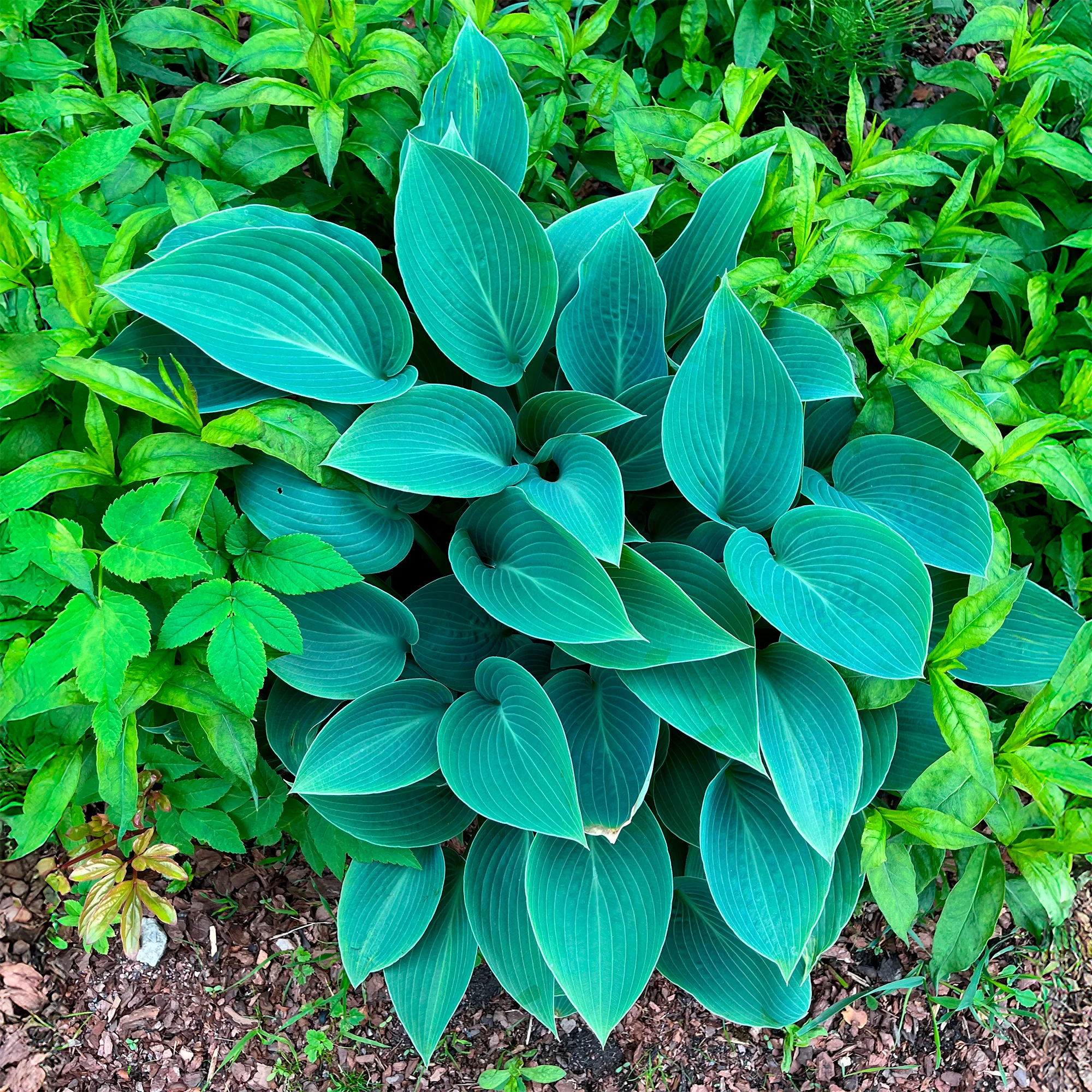 Hosta Halcyon - Image 6