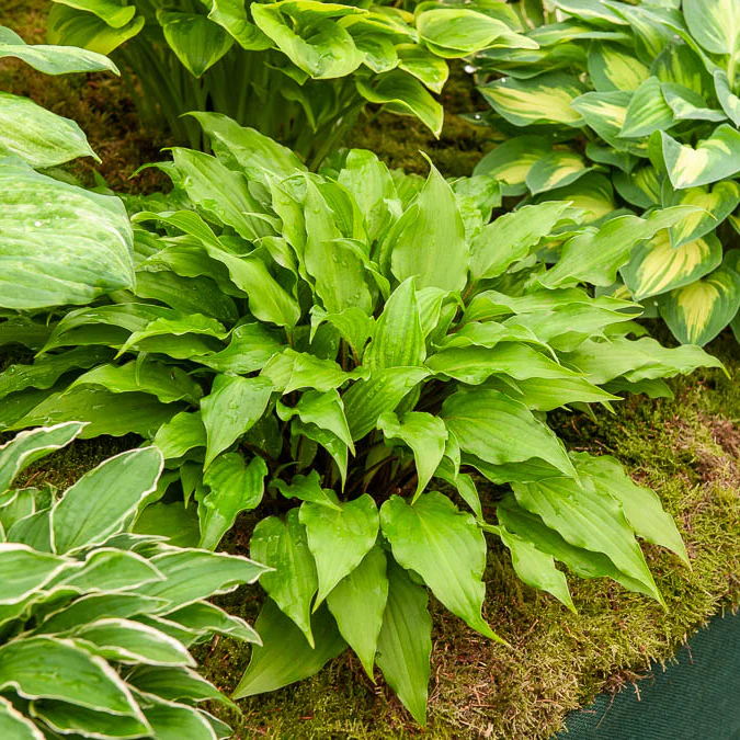 Hosta Little Red Rooster