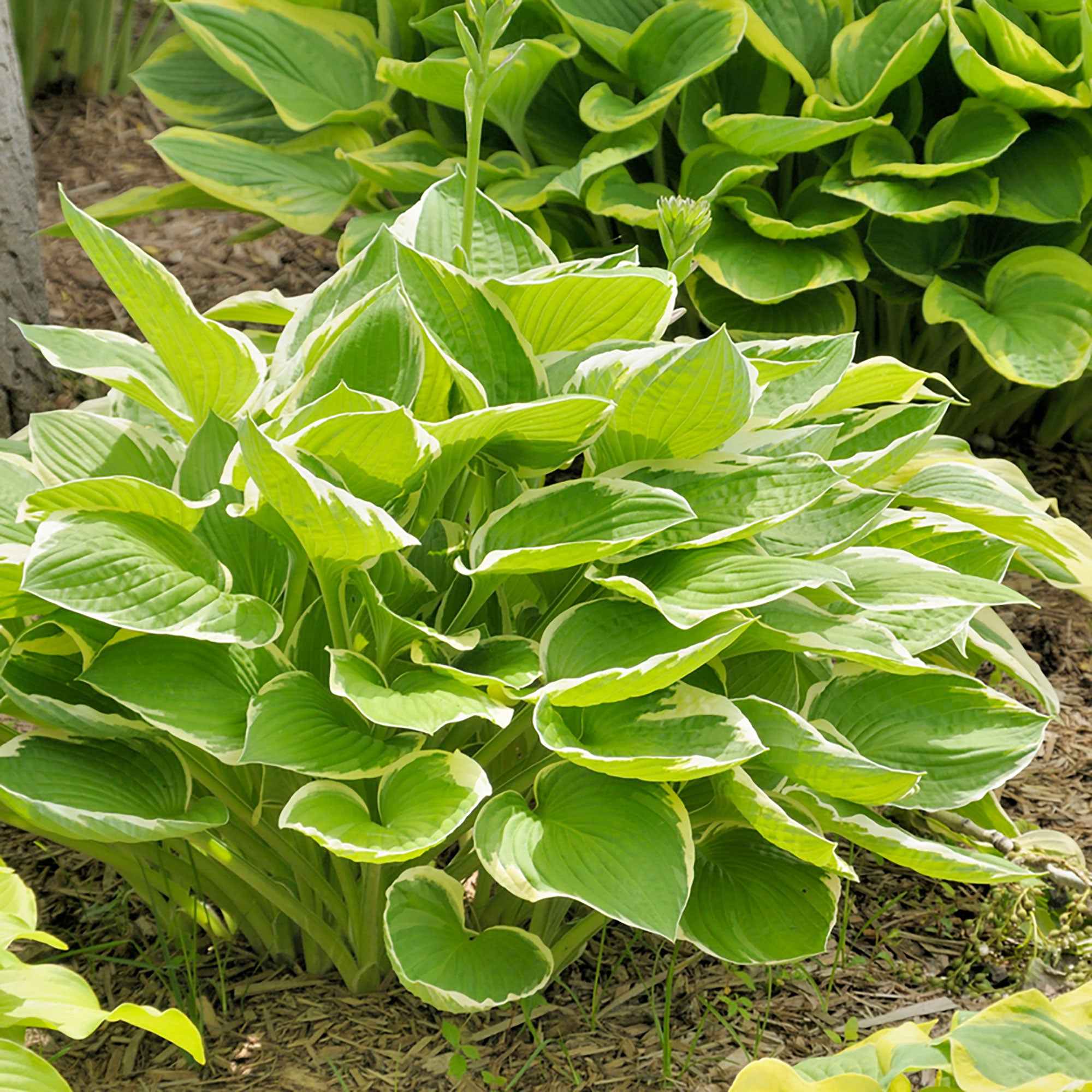 Hosta 'Patriot'