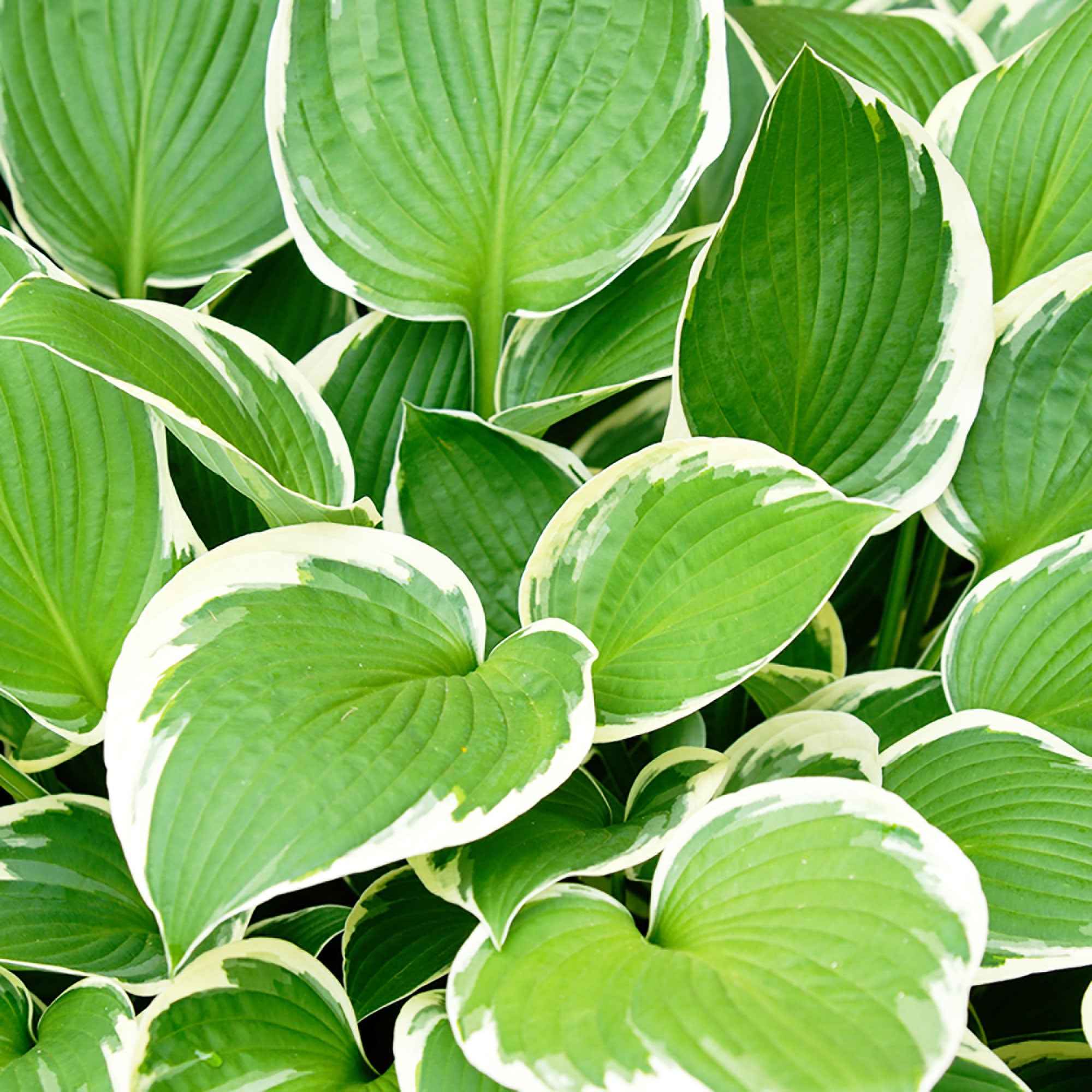 Hosta 'Patriot' - Image 2