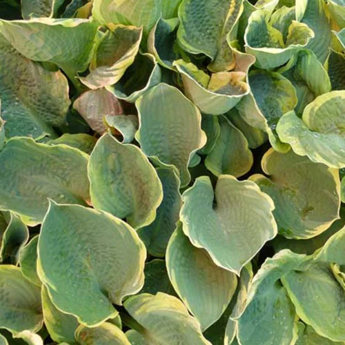 Hosta Pizzazz