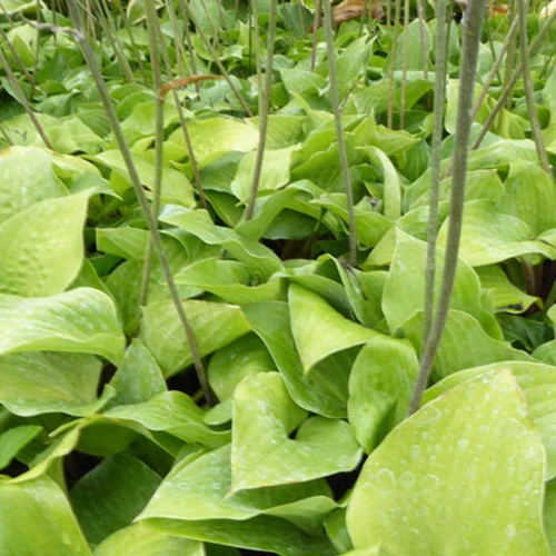 Hosta Red Cadet