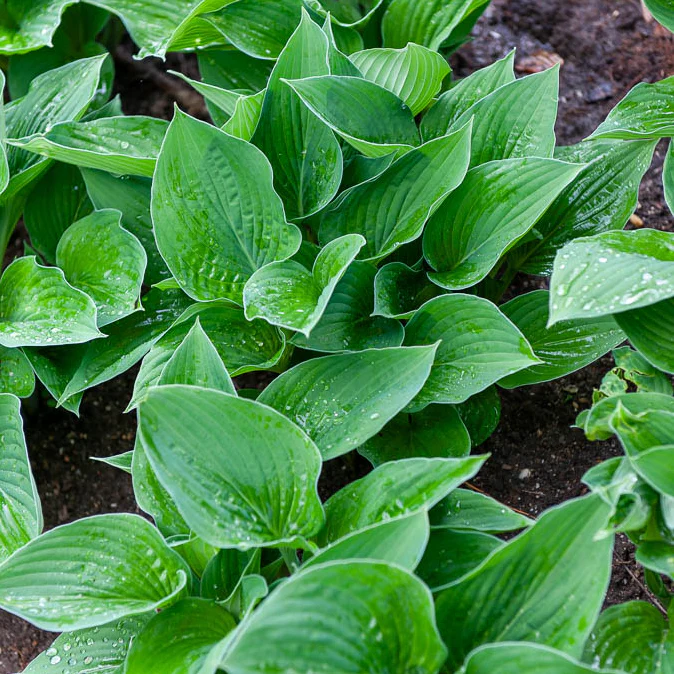 Hosta  sieboldiana Elegans - Image 2
