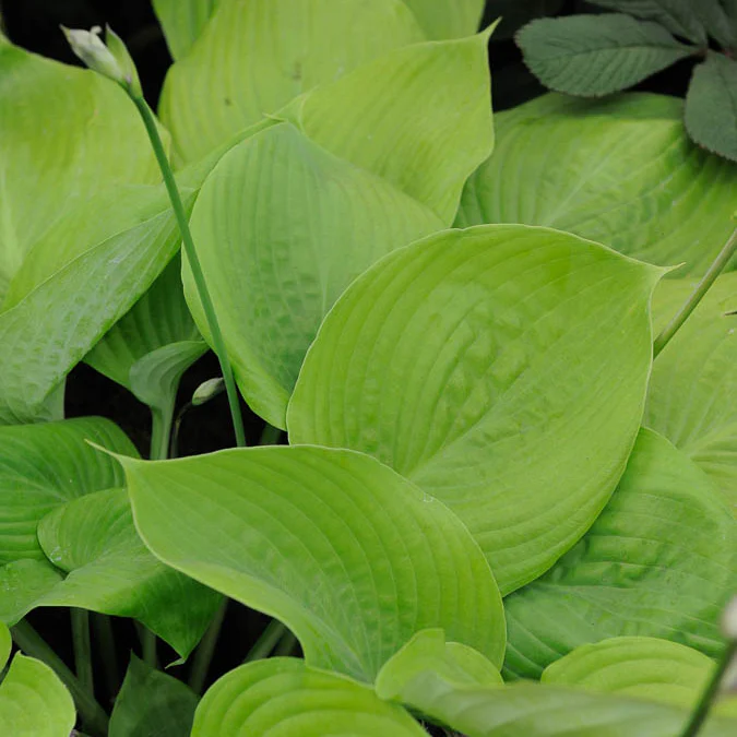 Hosta Sum and Substance - Image 3