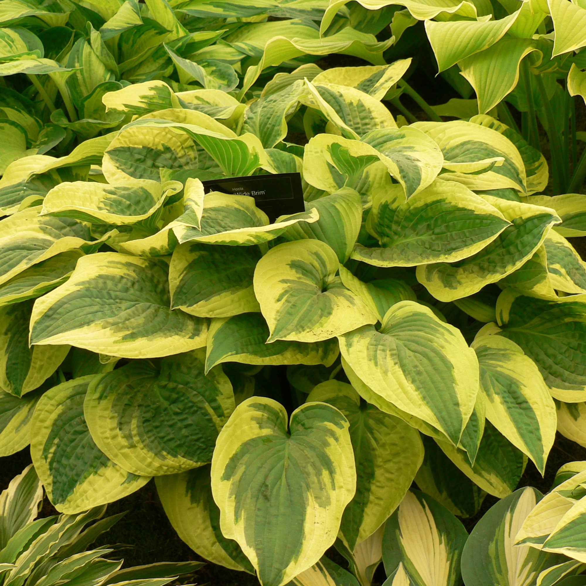 Hosta 'Wide Brim'