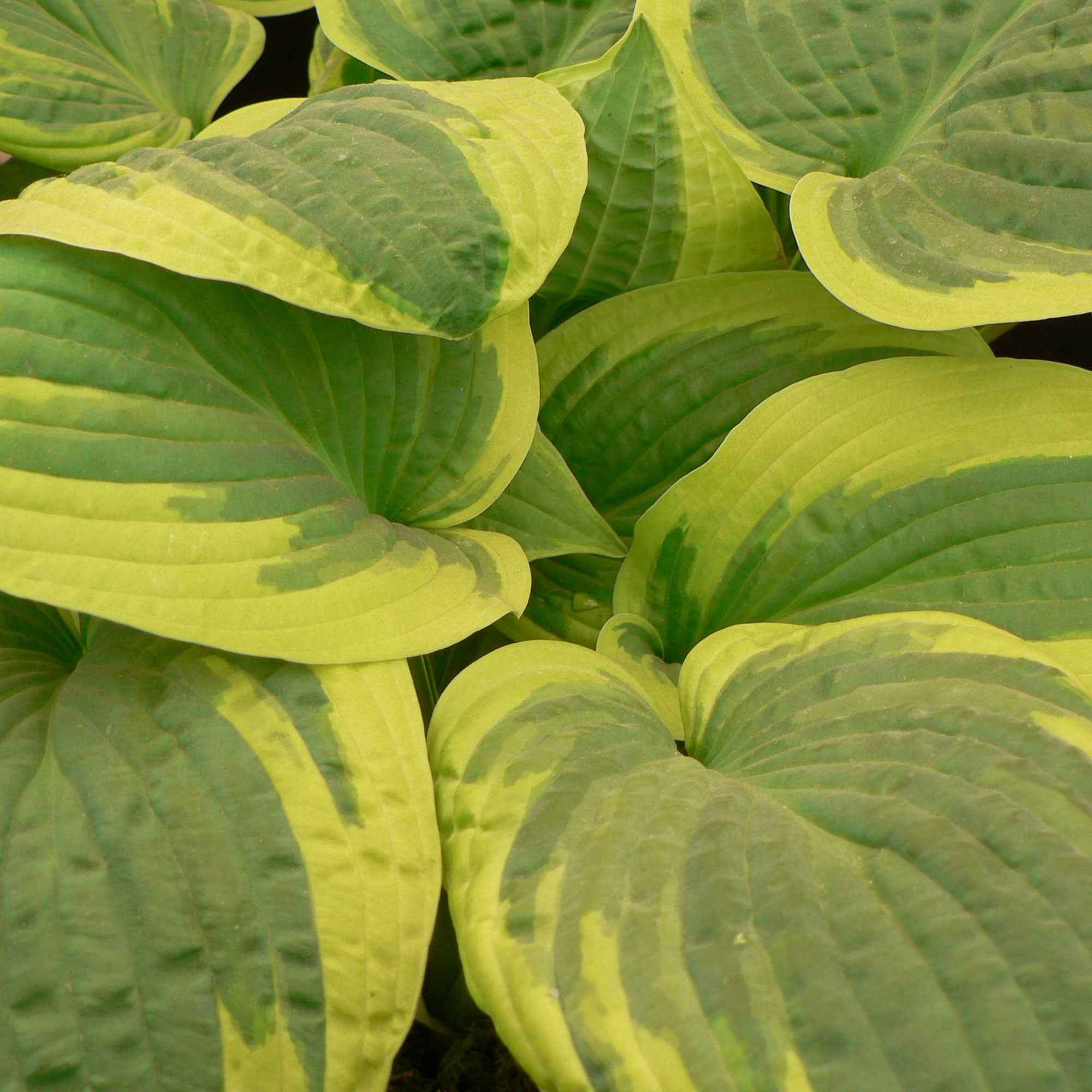 Hosta 'Wide Brim' - Image 2