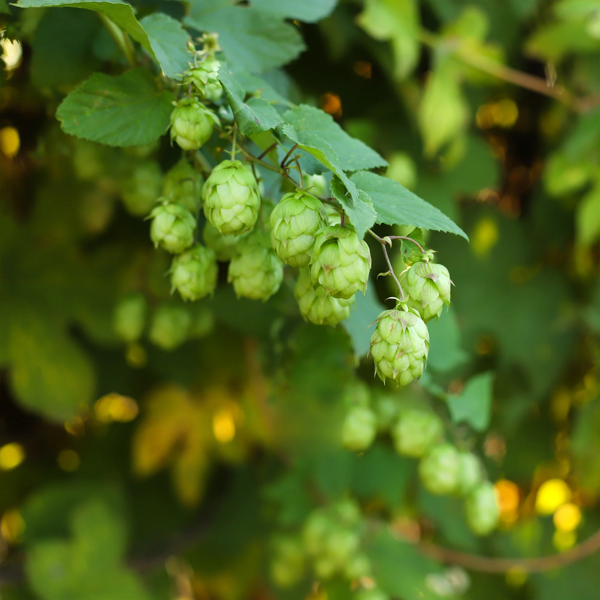 Houblon - Image 2
