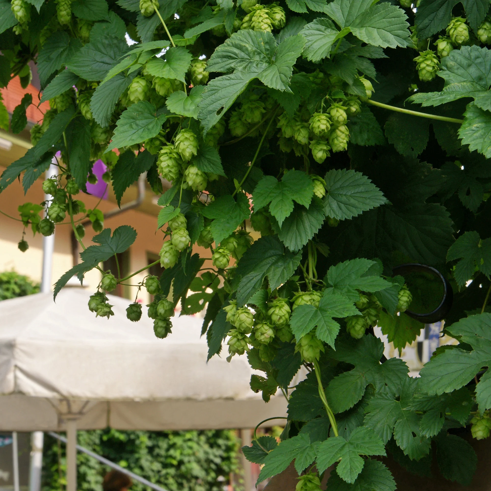 Houblon Magnum