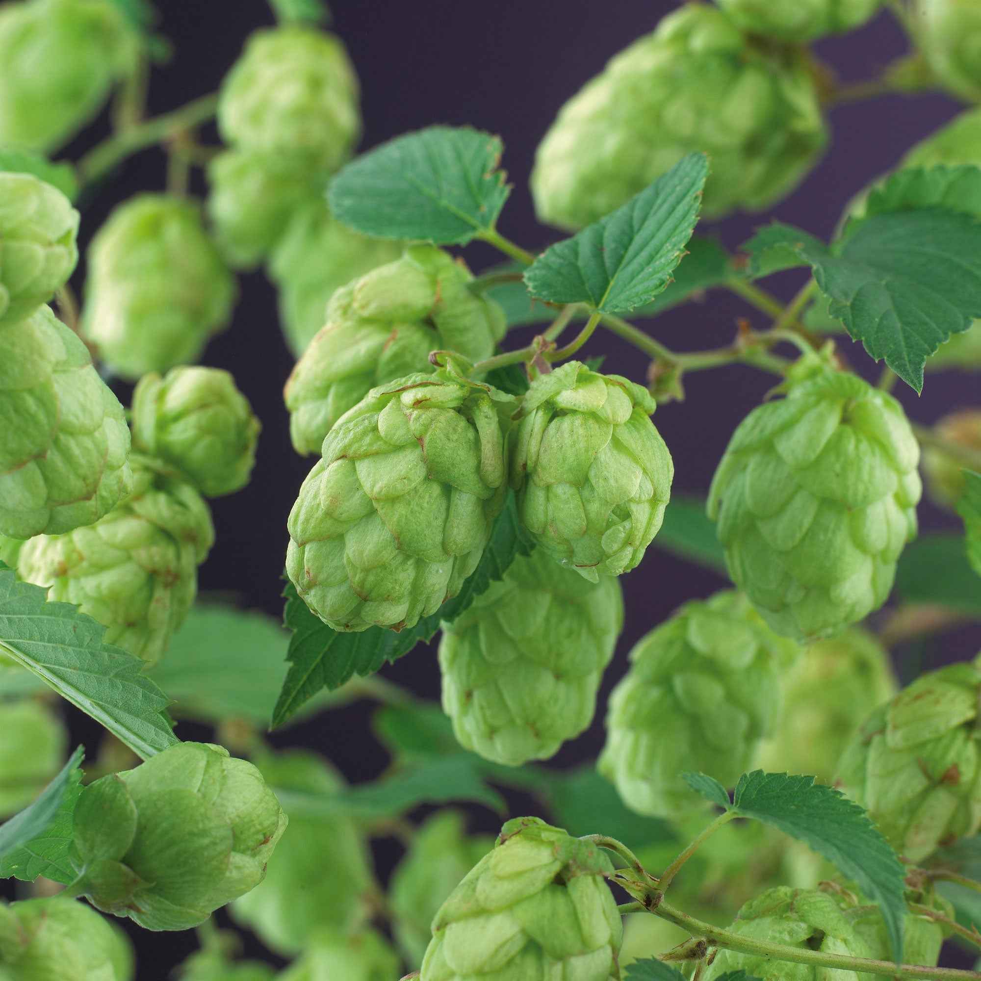 Houblon Magnum - Image 3