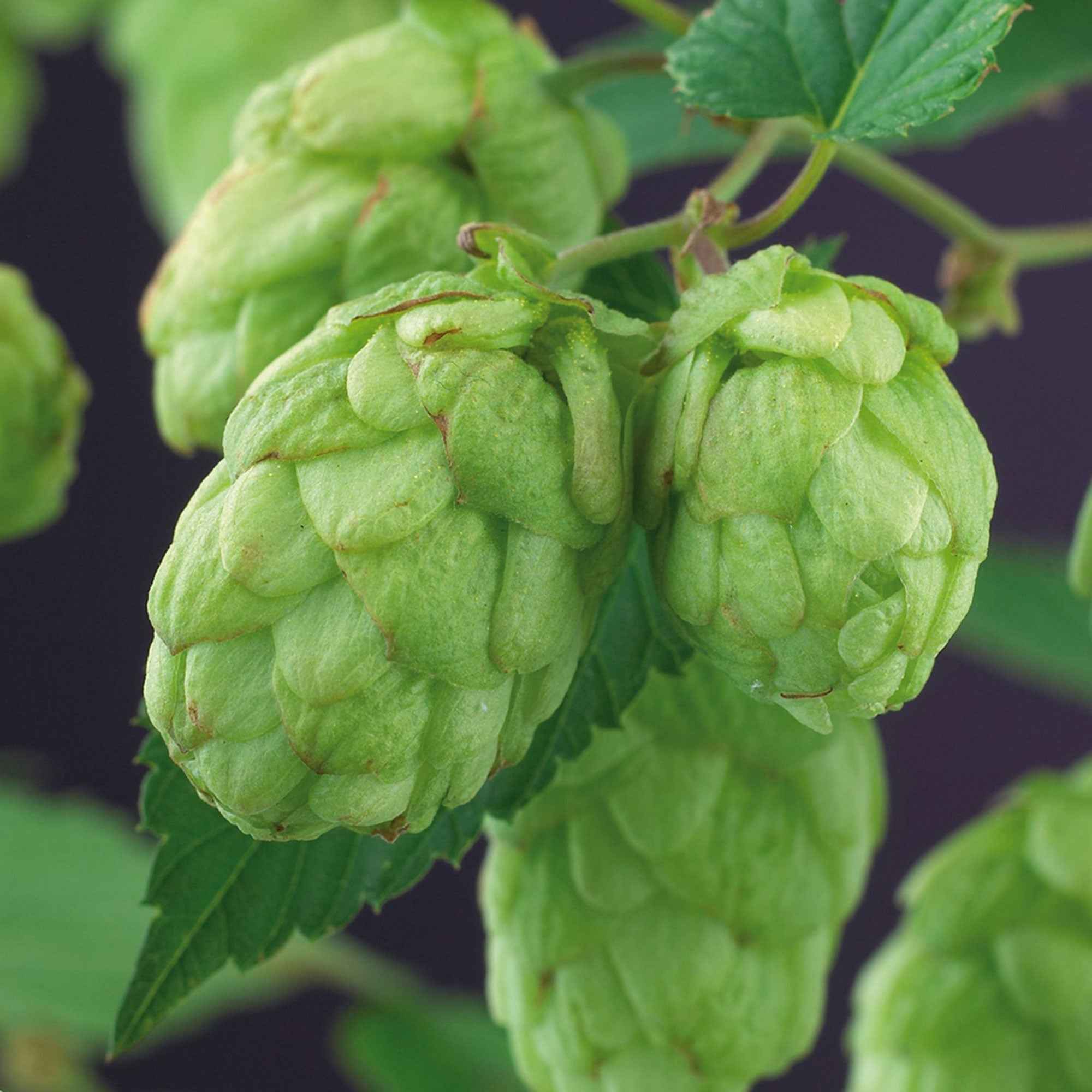 Houblon Magnum - Image 4