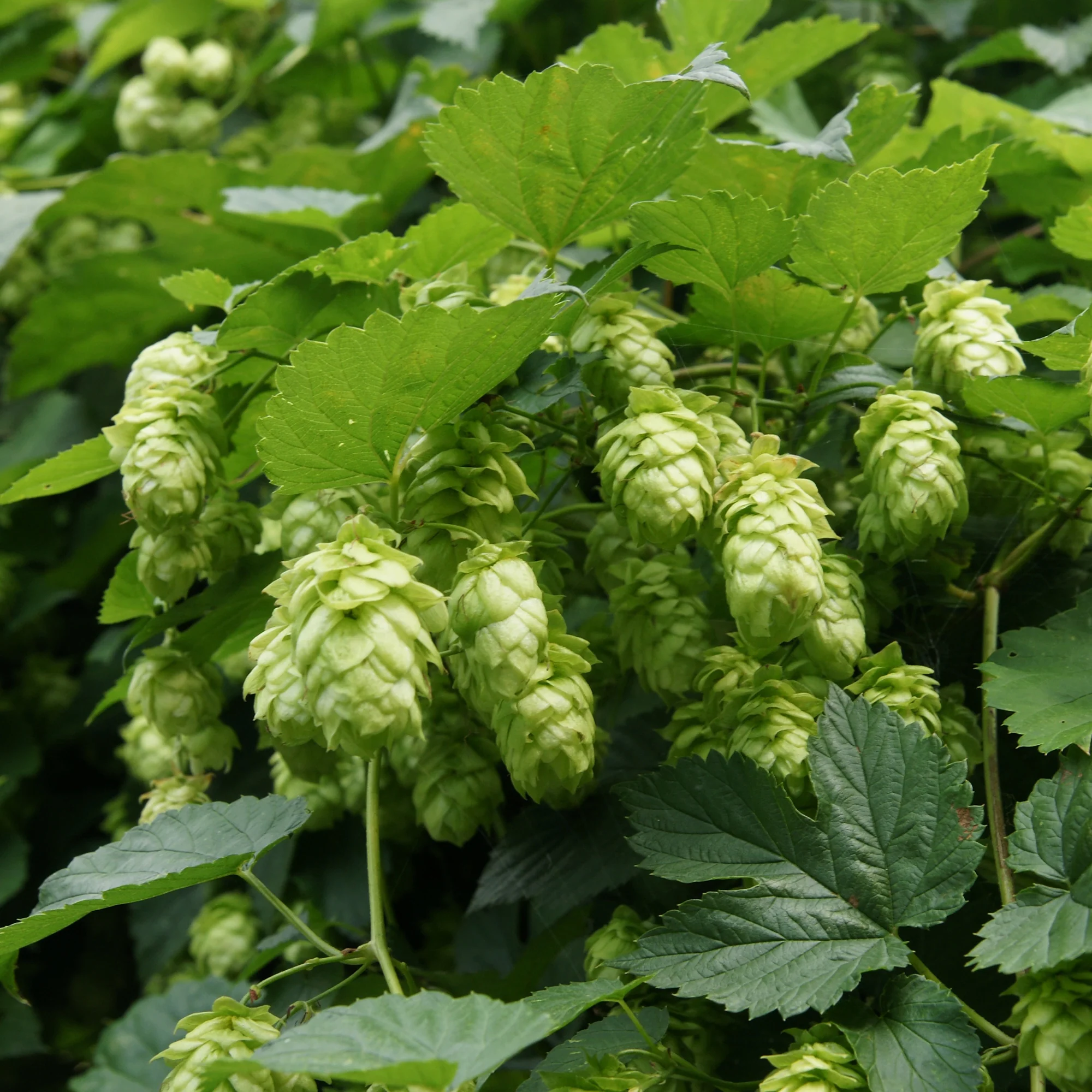 Houblon Magnum - Image 5
