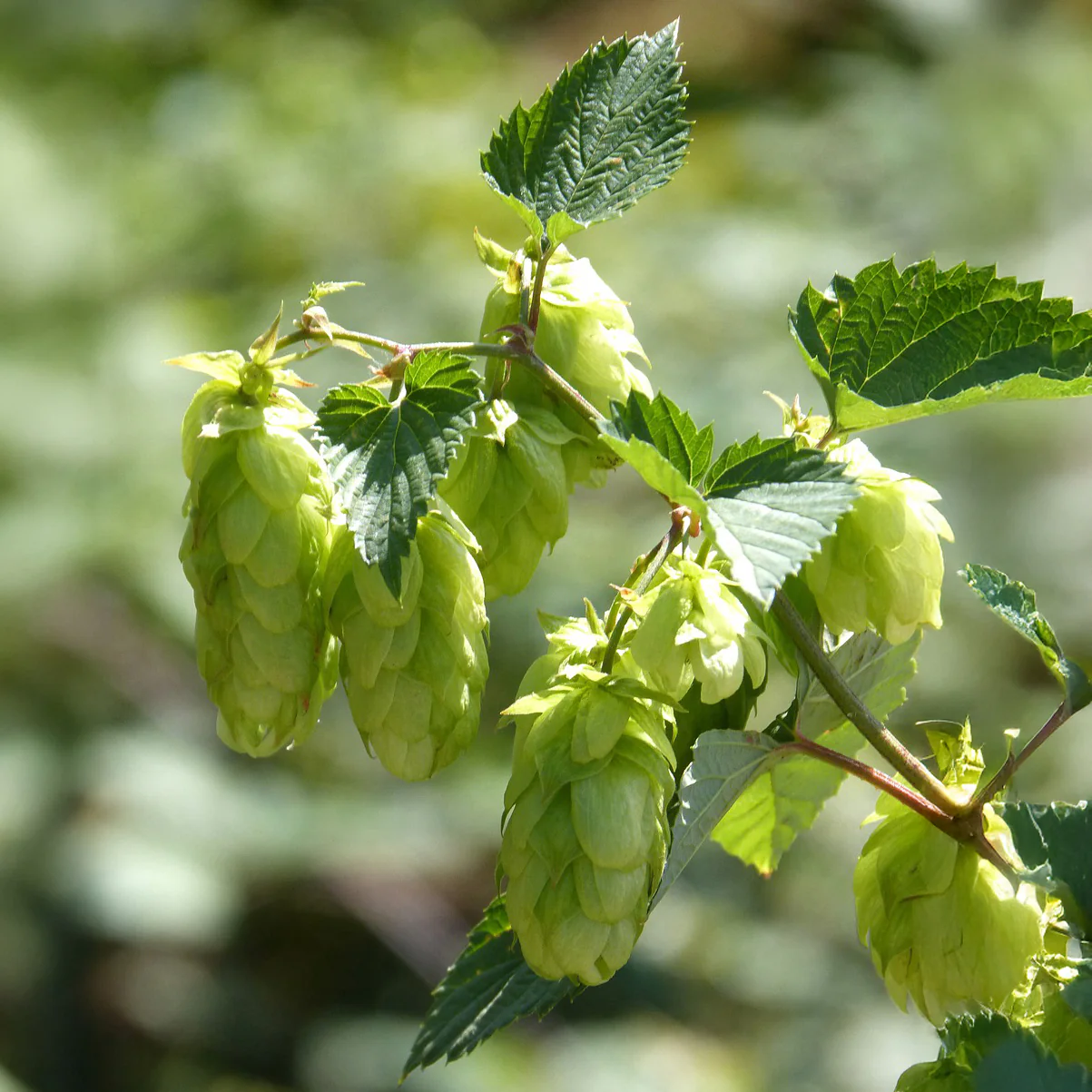Houblon Centennial